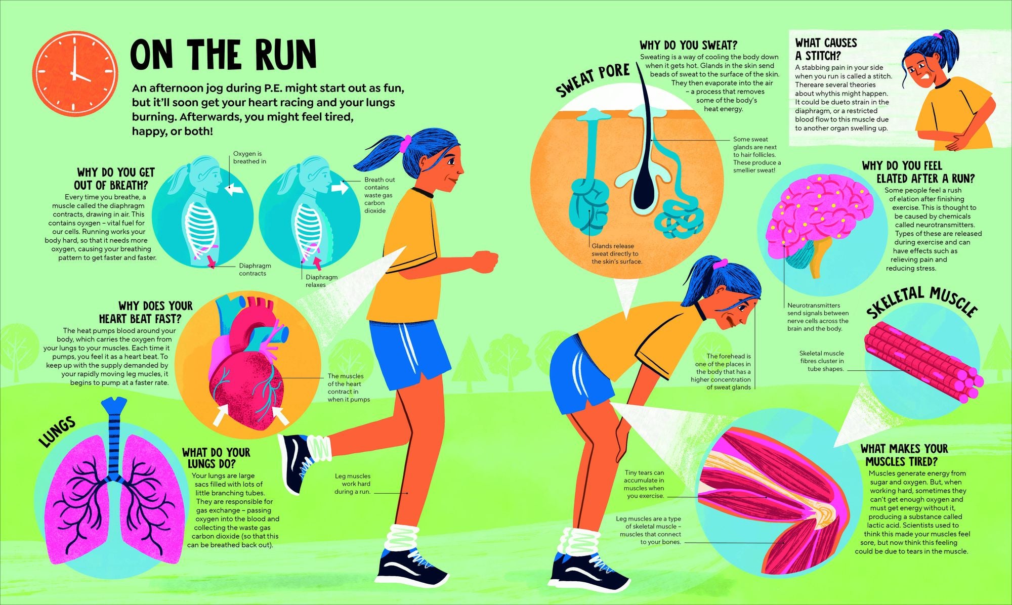 A Day in the Life of Your Body: Find Out What's Going on Under Your Skin