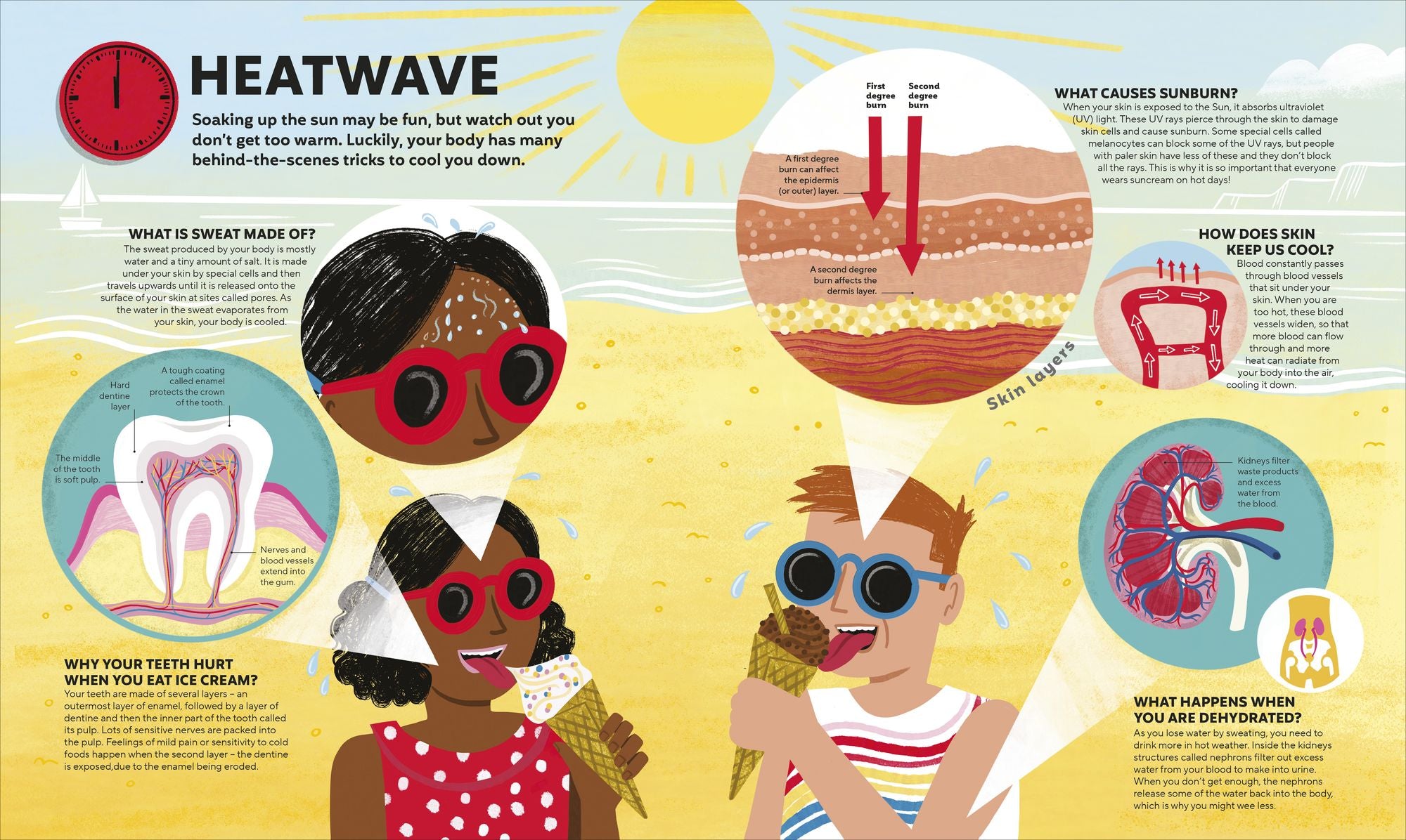 A Day in the Life of Your Body: Find Out What's Going on Under Your Skin