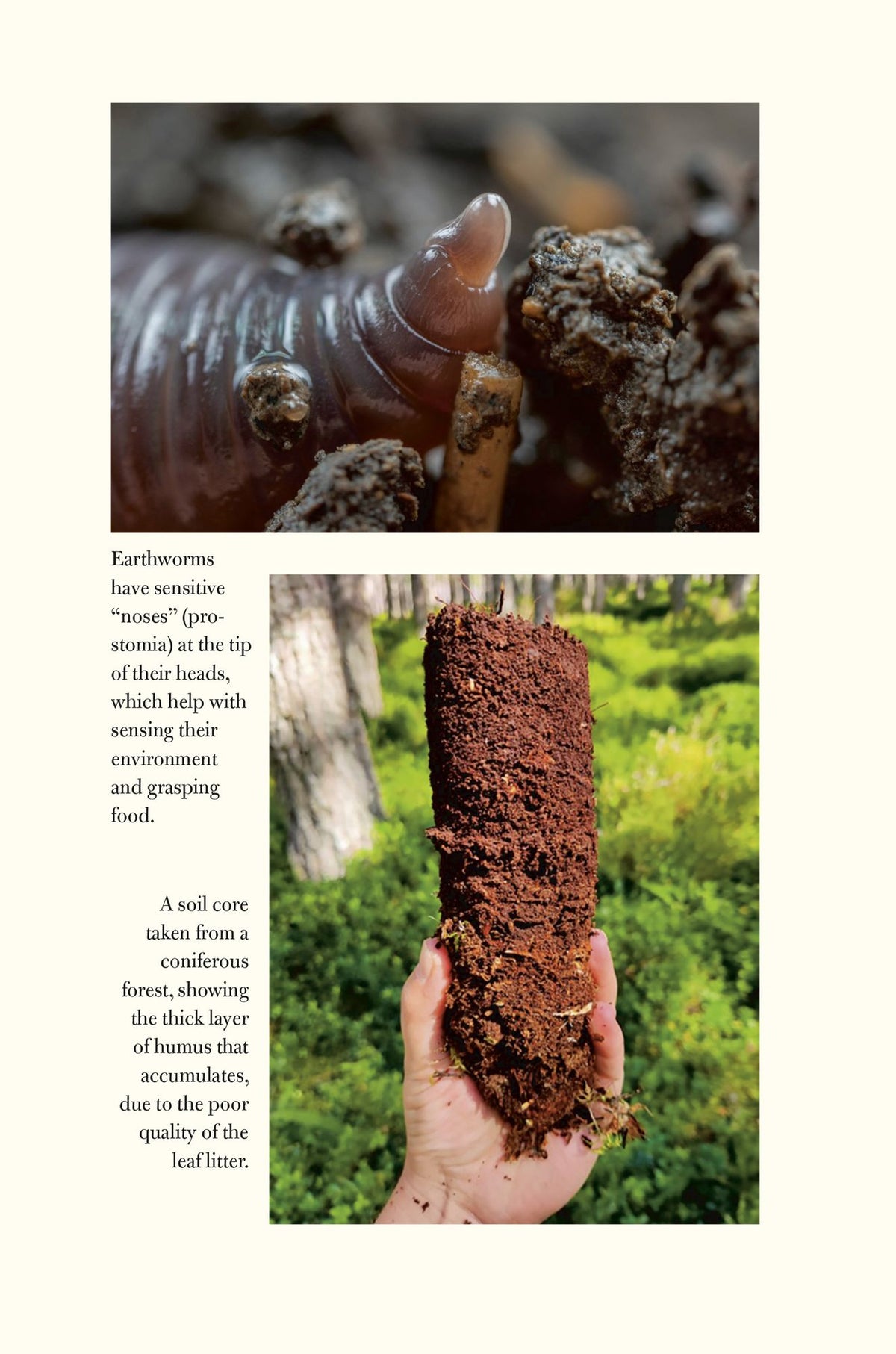 The World Beneath Our Feet: The Hidden Life of Soil and Why It Matters to Us All