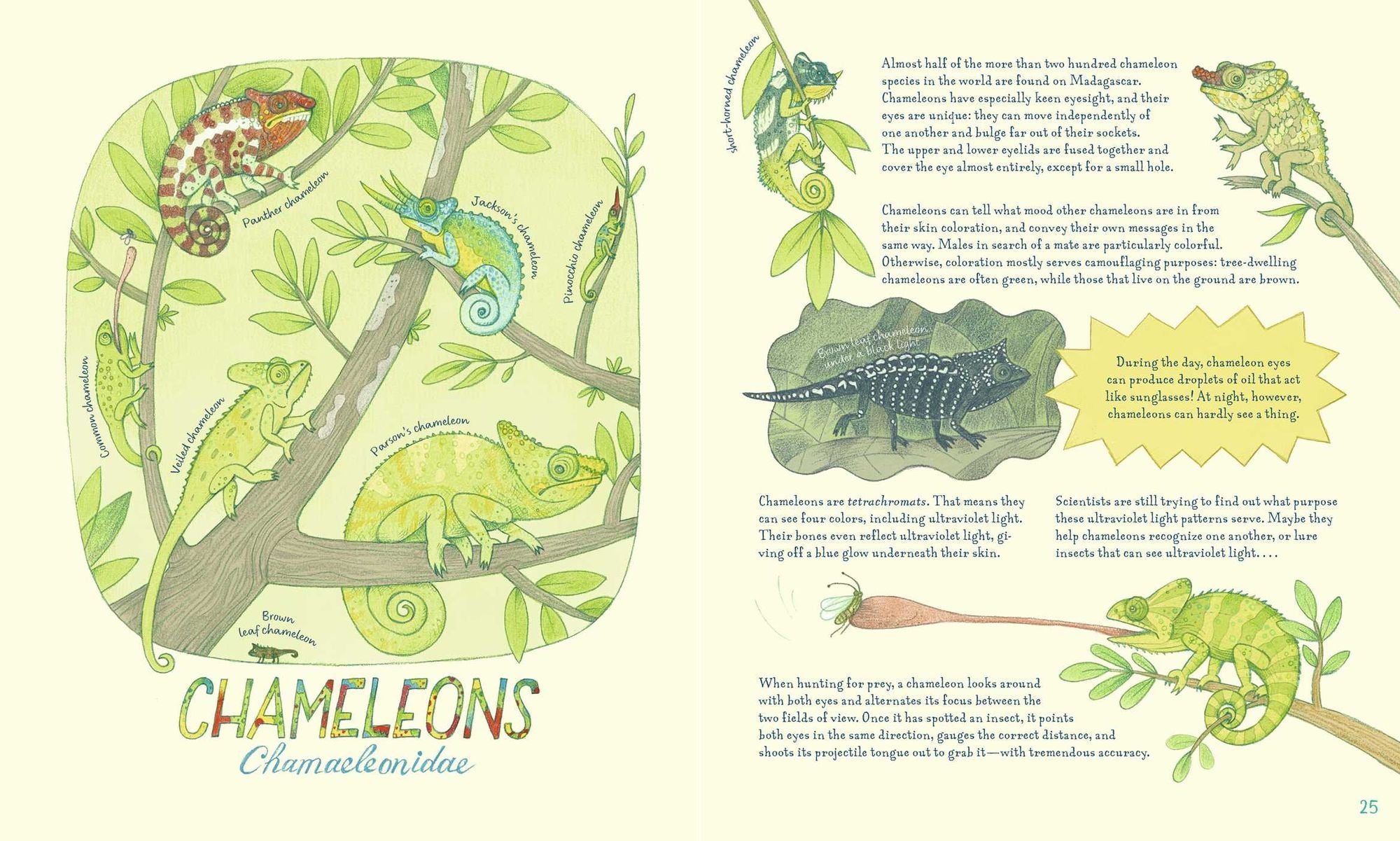 Genius Eyes: A Curious Animal Compendium