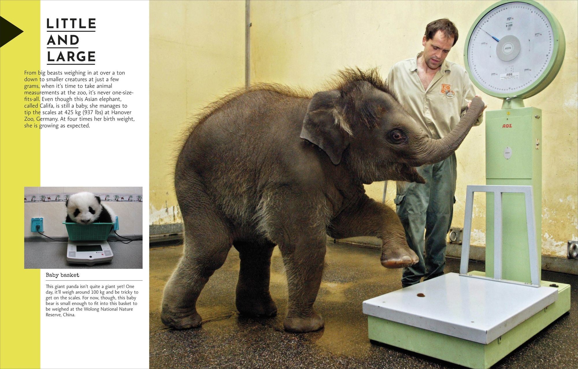 Behind the Scenes at the Zoo: Your All-Access Guide to the World's Greatest Zoos and Aquariums