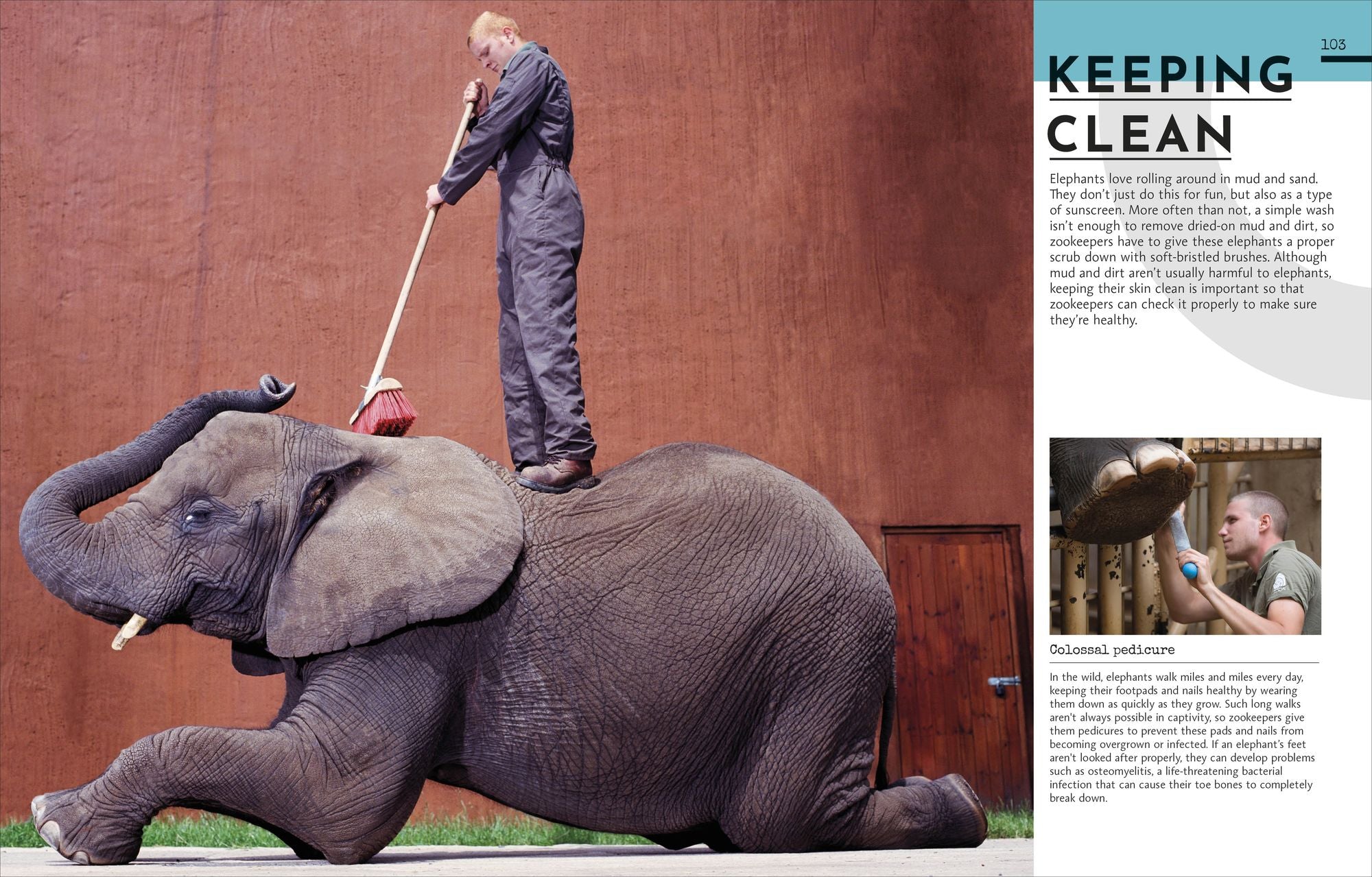 Behind the Scenes at the Zoo: Your All-Access Guide to the World's Greatest Zoos and Aquariums