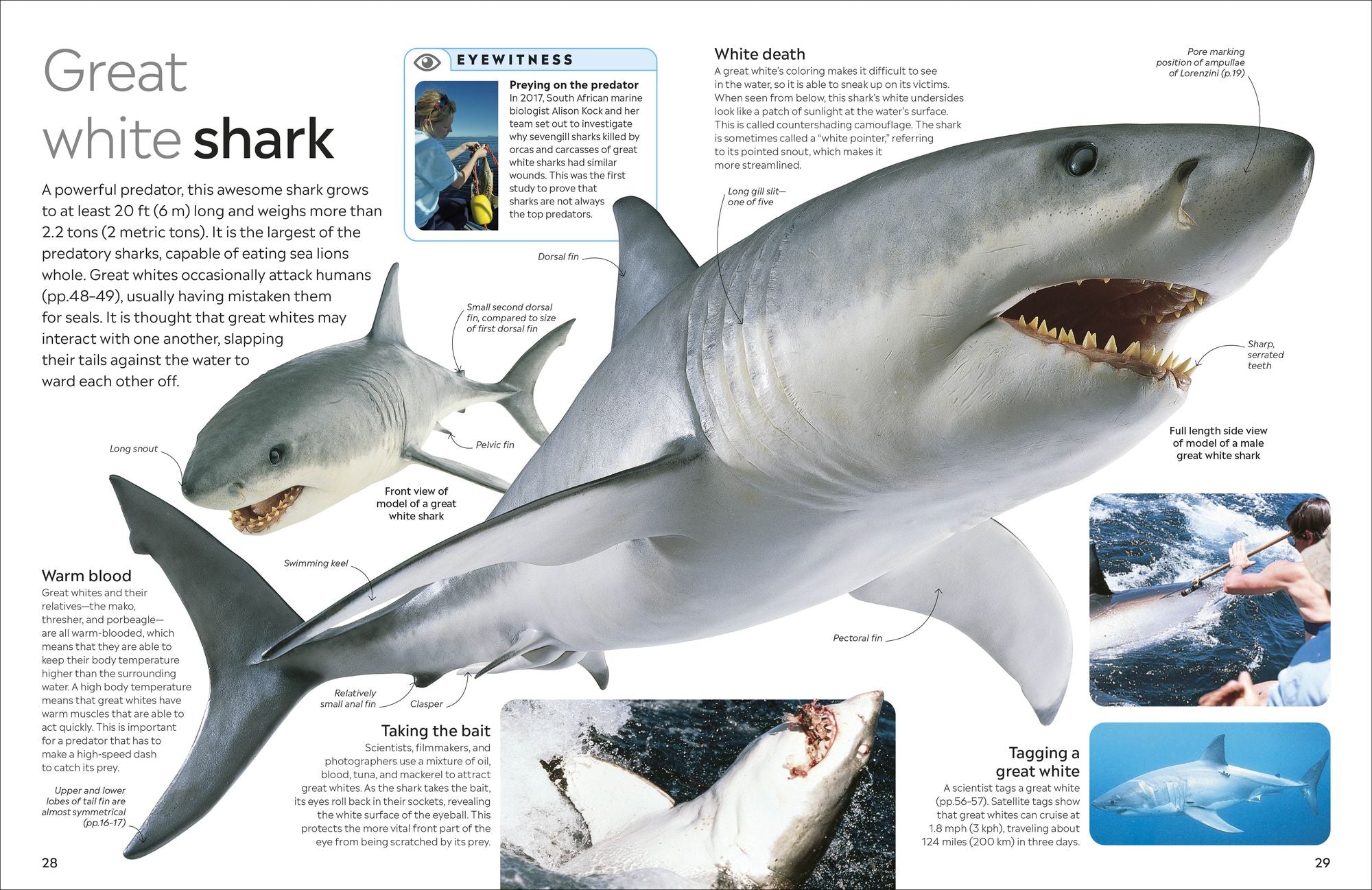 Eyewitness Shark: Dive into the fascinating world of sharks