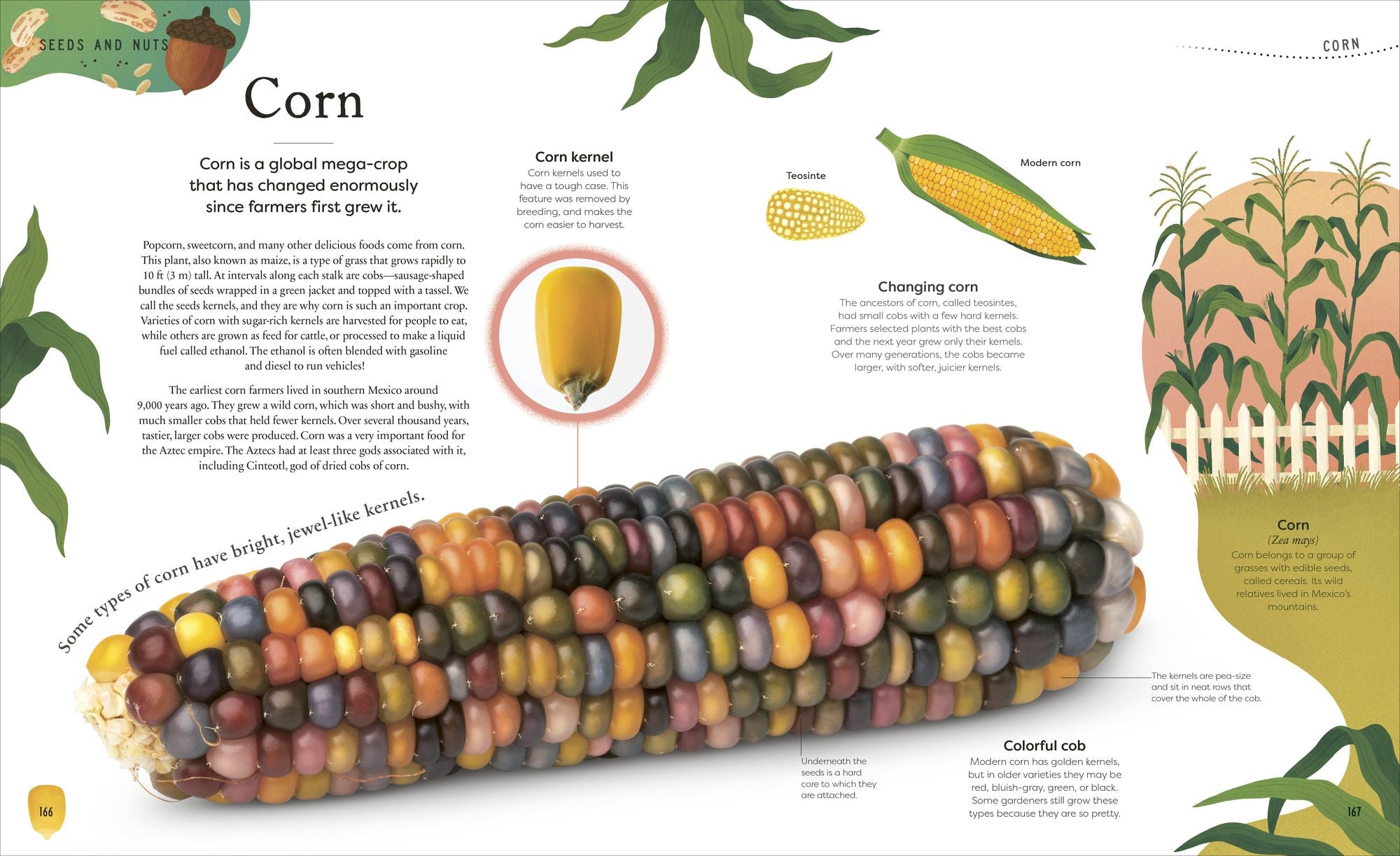 The Secret World of Plants: Tales of More Than 100 Remarkable Flowers, Trees, and Seeds