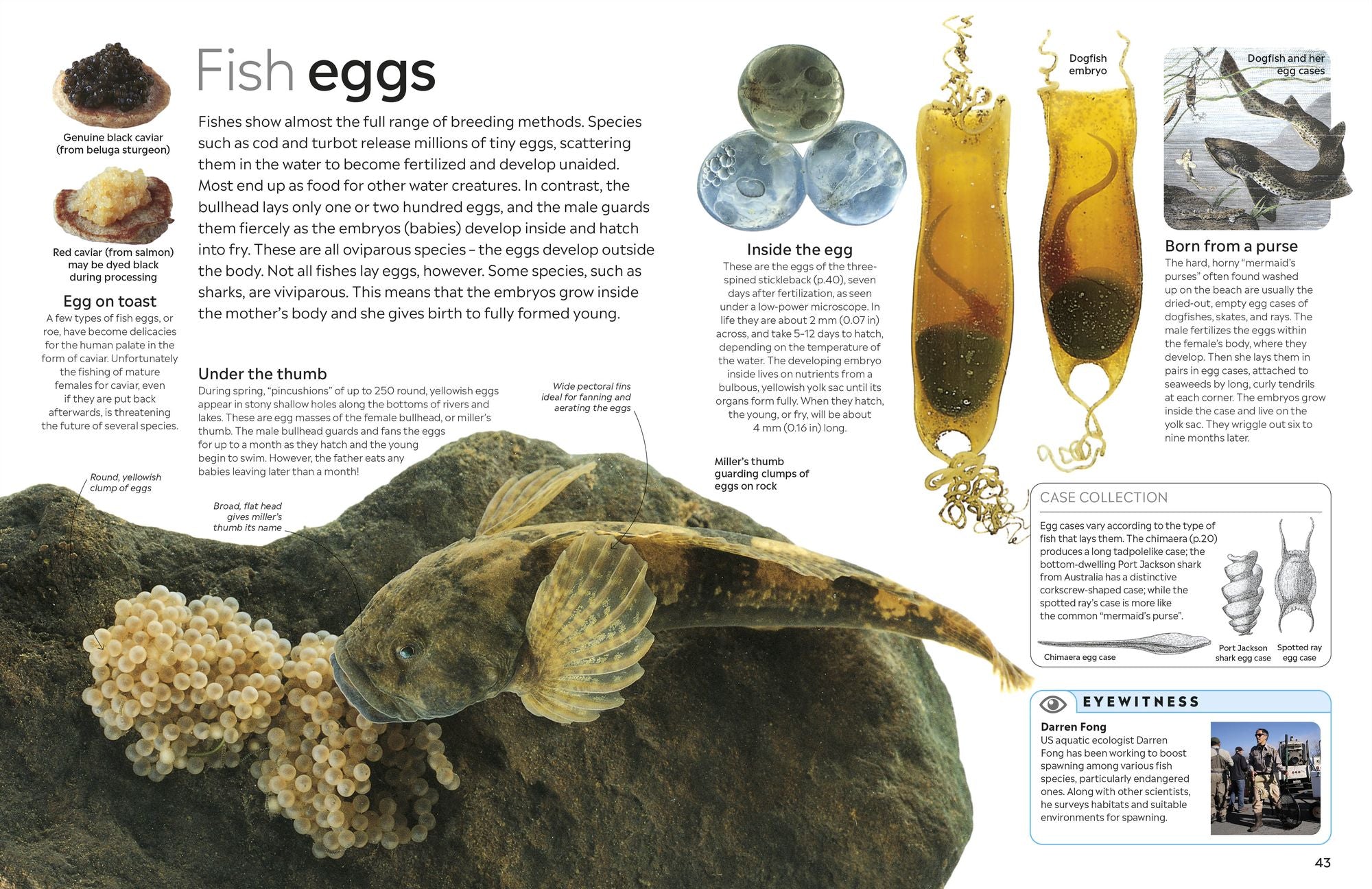 Eyewitness Fish
