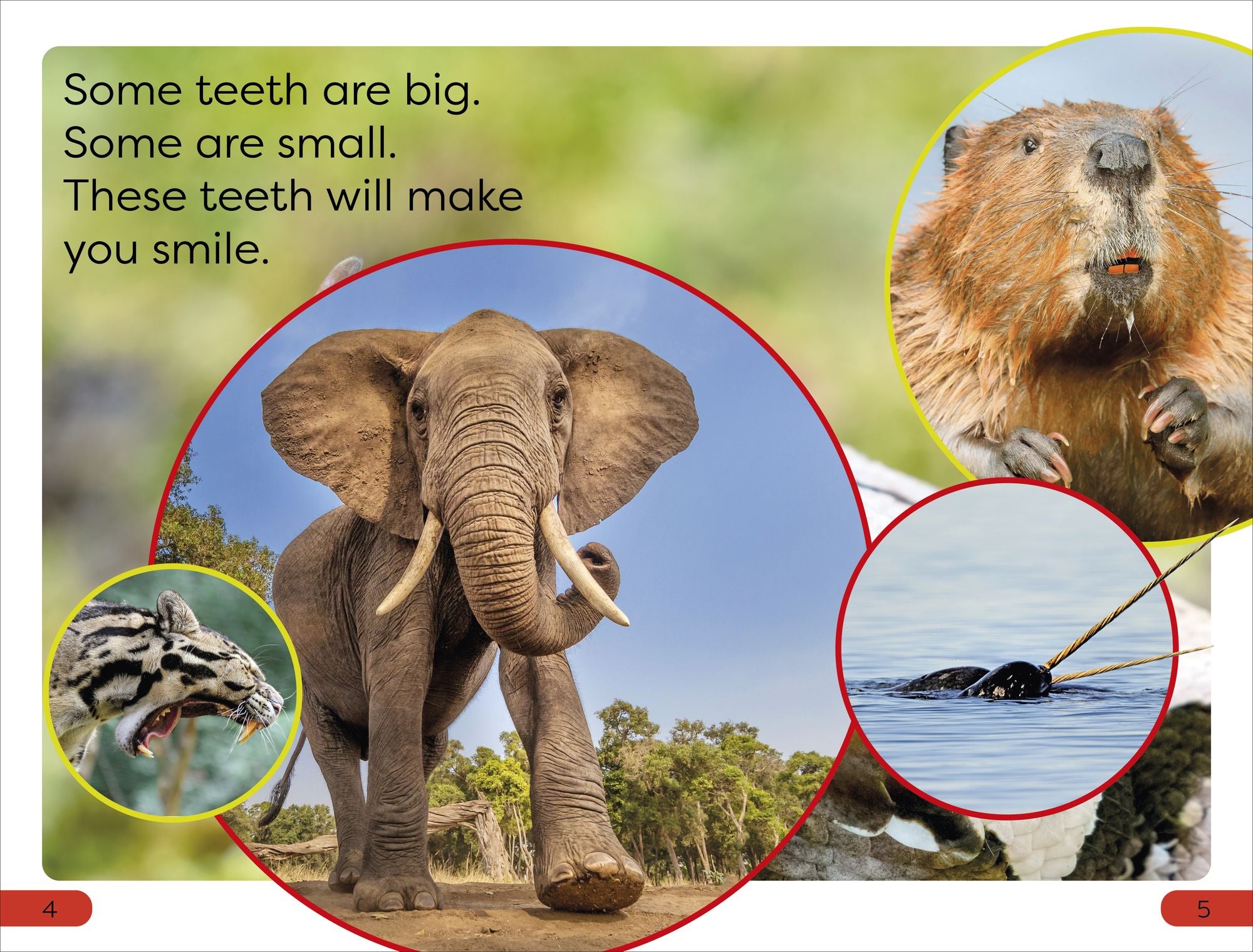DK Super Readers Pre-Level Chomp! Big Teeth