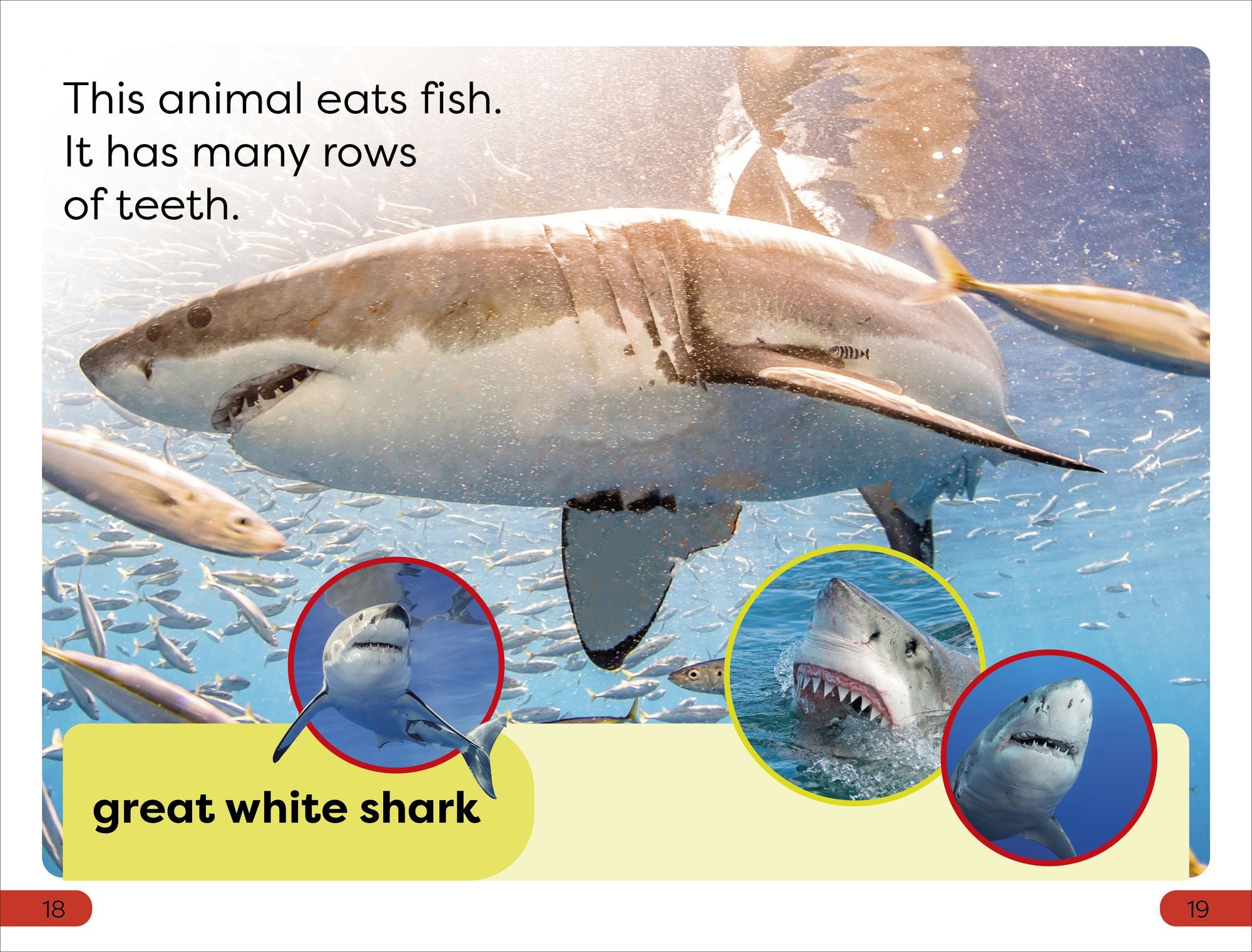 DK Super Readers Pre-Level Chomp! Big Teeth