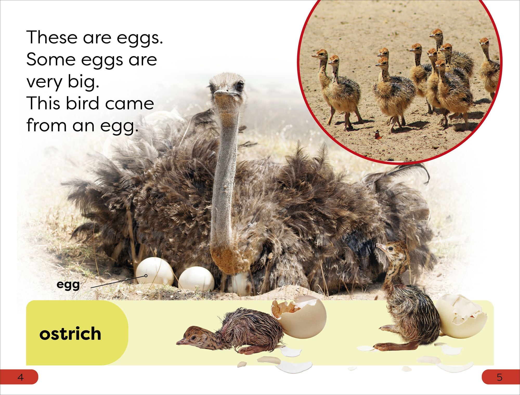 DK Super Readers Pre-Level What Starts in an Egg?