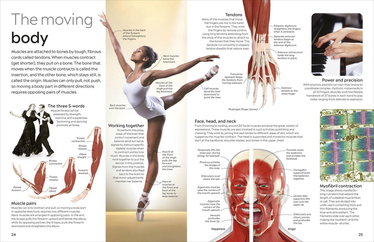 Eyewitness Human Body