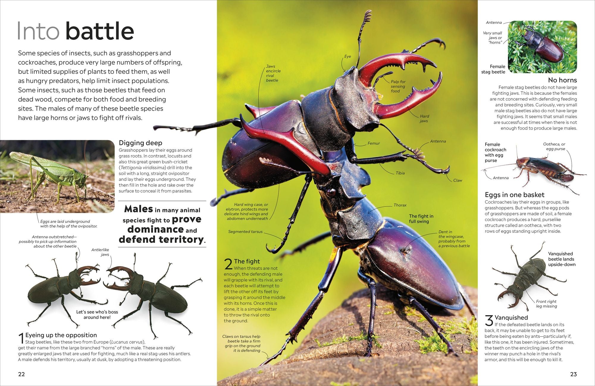 Eyewitness Insect