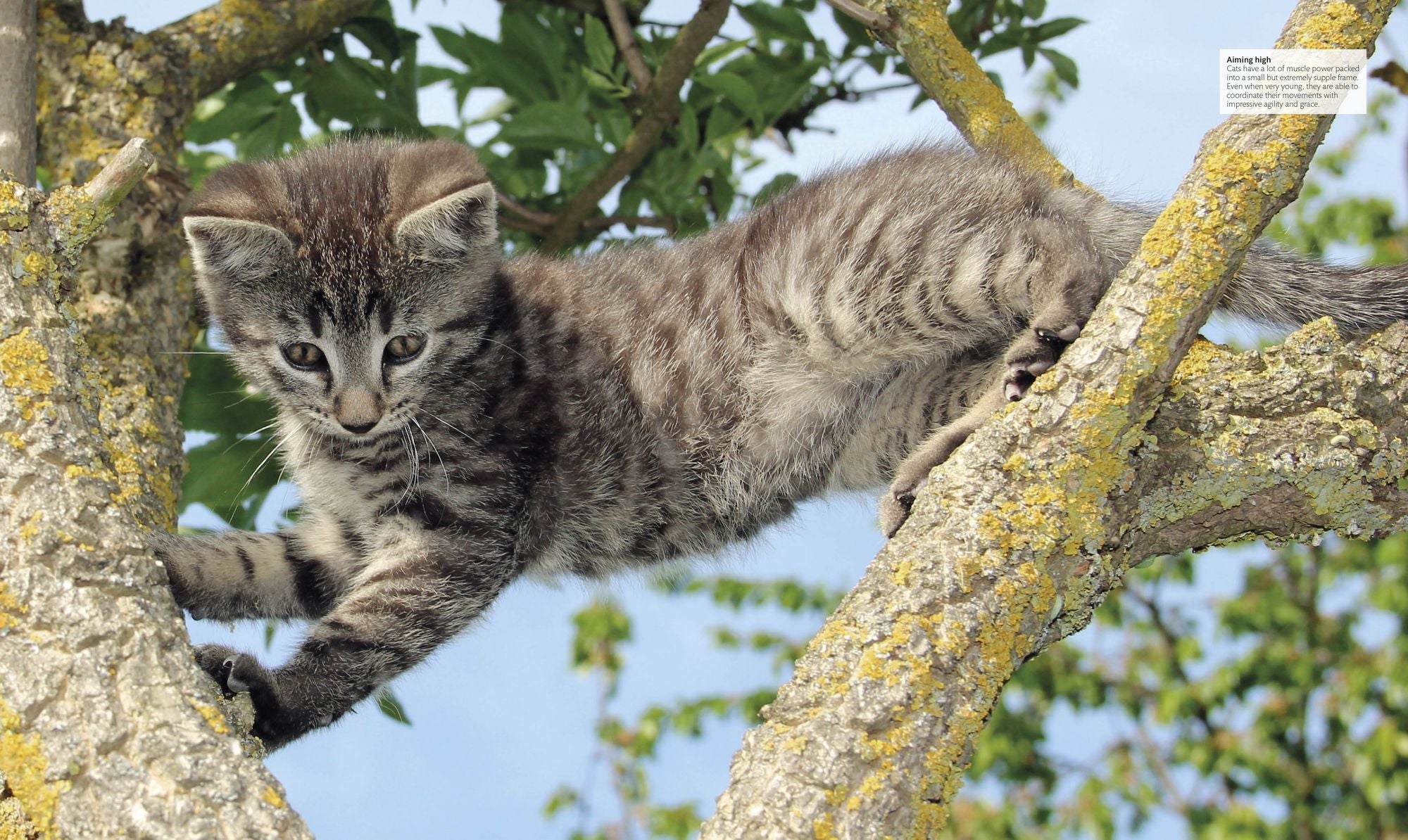 The Cat Encyclopedia: The Definitive Visual Guide