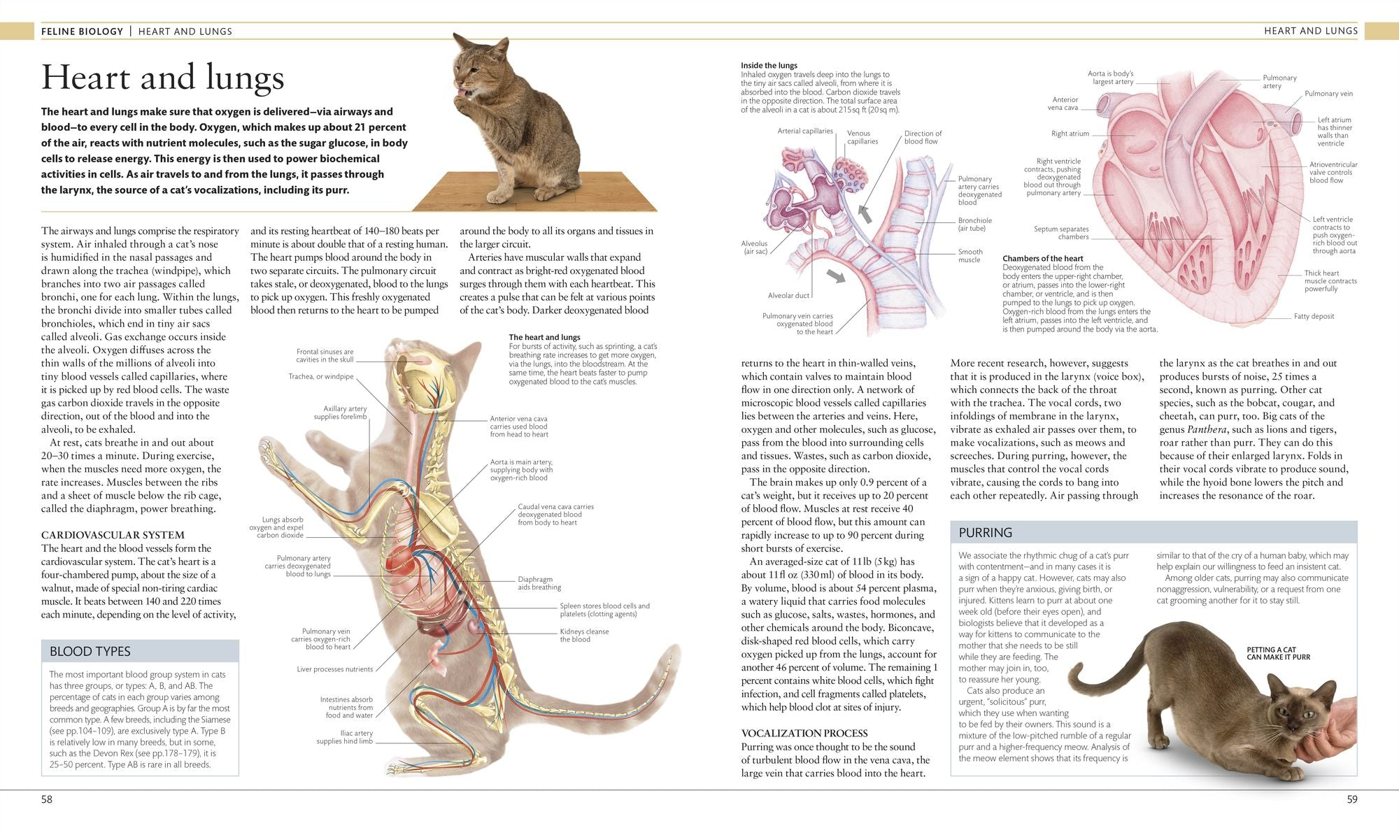 The Cat Encyclopedia: The Definitive Visual Guide