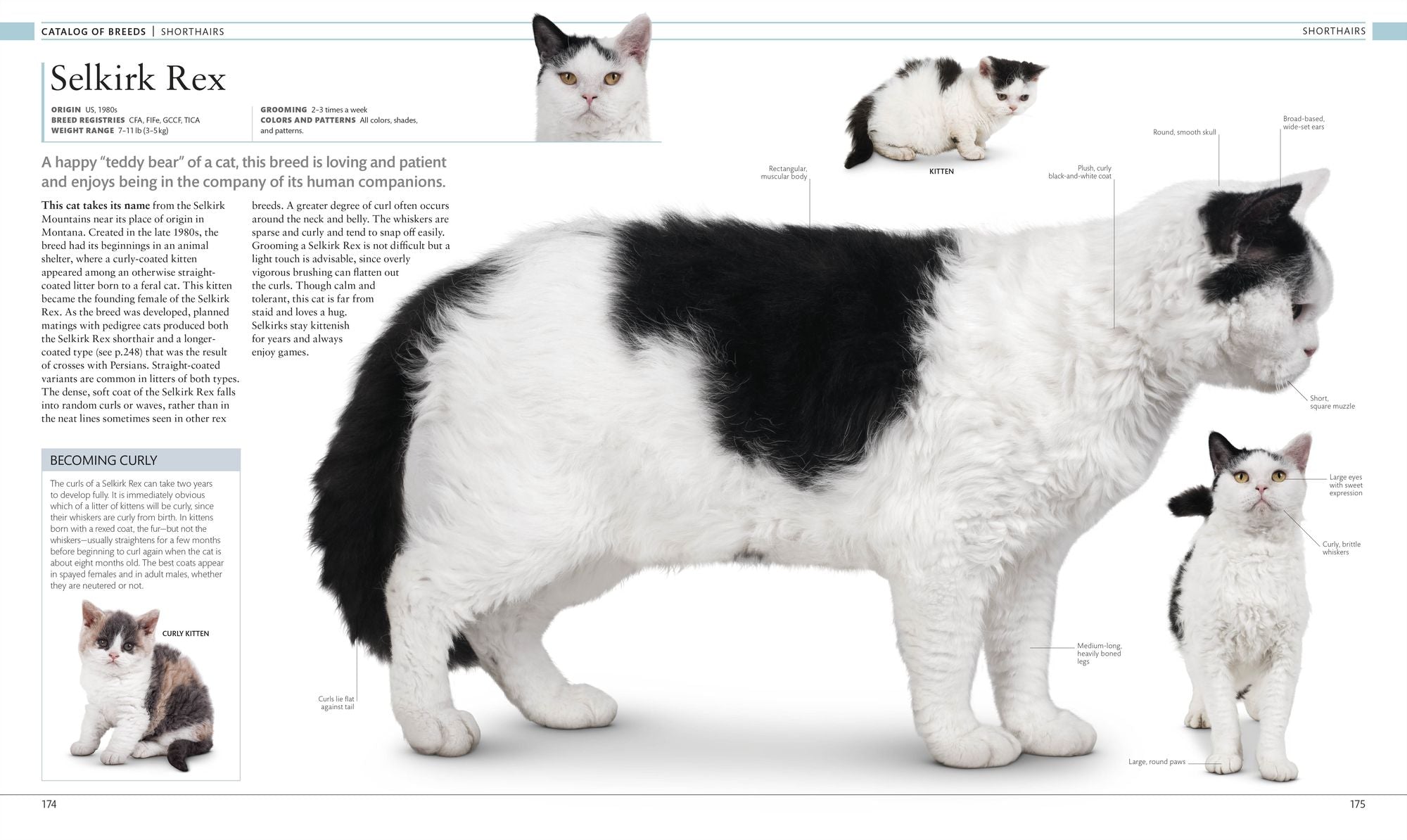 The Cat Encyclopedia: The Definitive Visual Guide