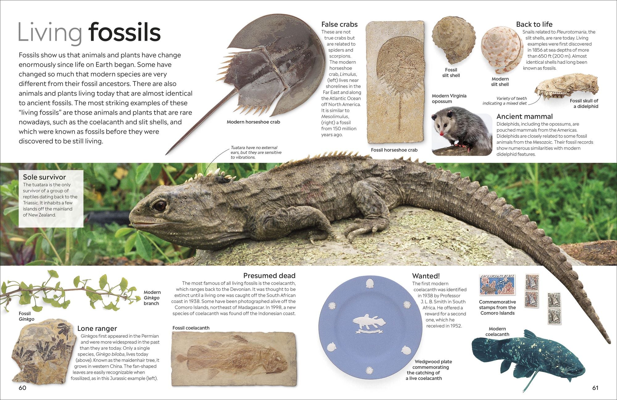 Eyewitness Fossil