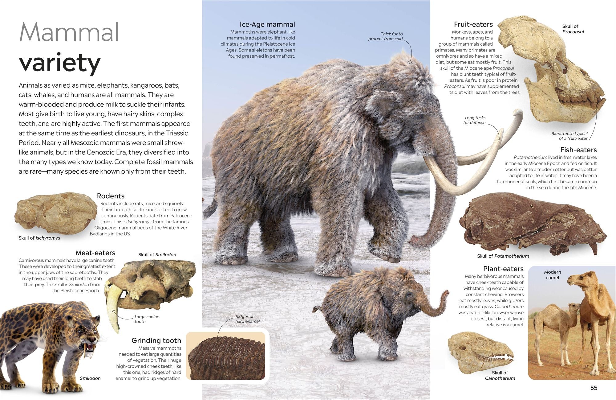 Eyewitness Fossil