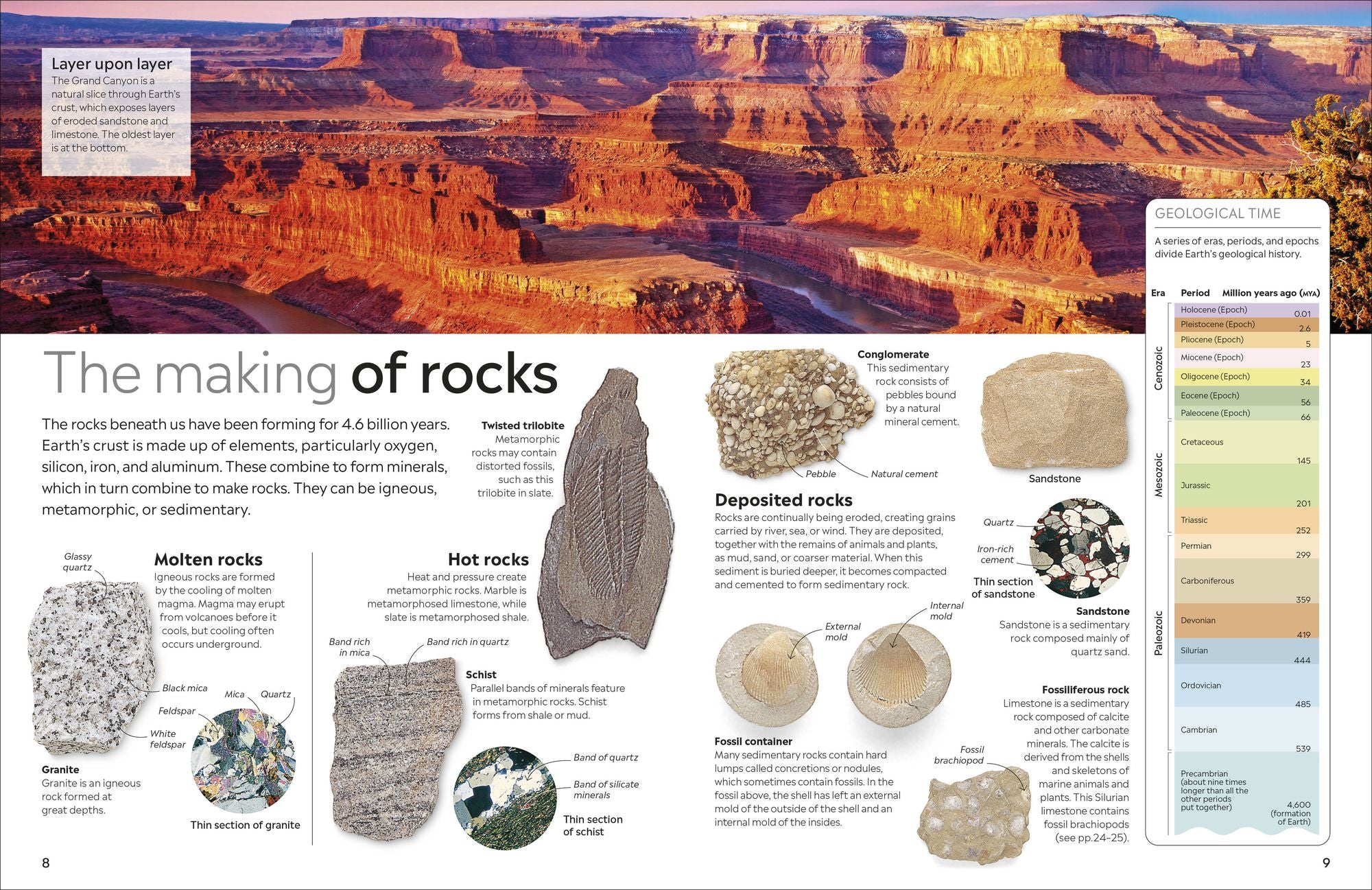 Eyewitness Fossil