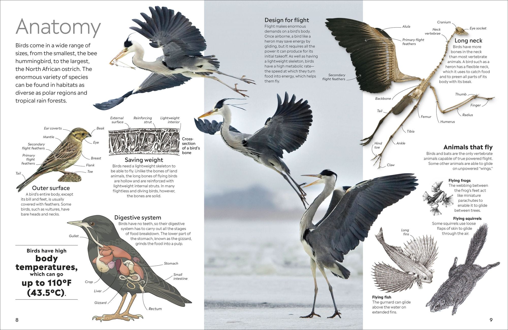 Eyewitness Bird