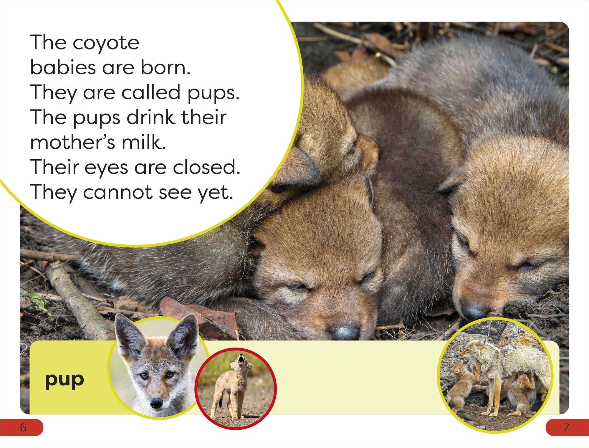 DK Super Readers Pre-Level A Coyote's Tale