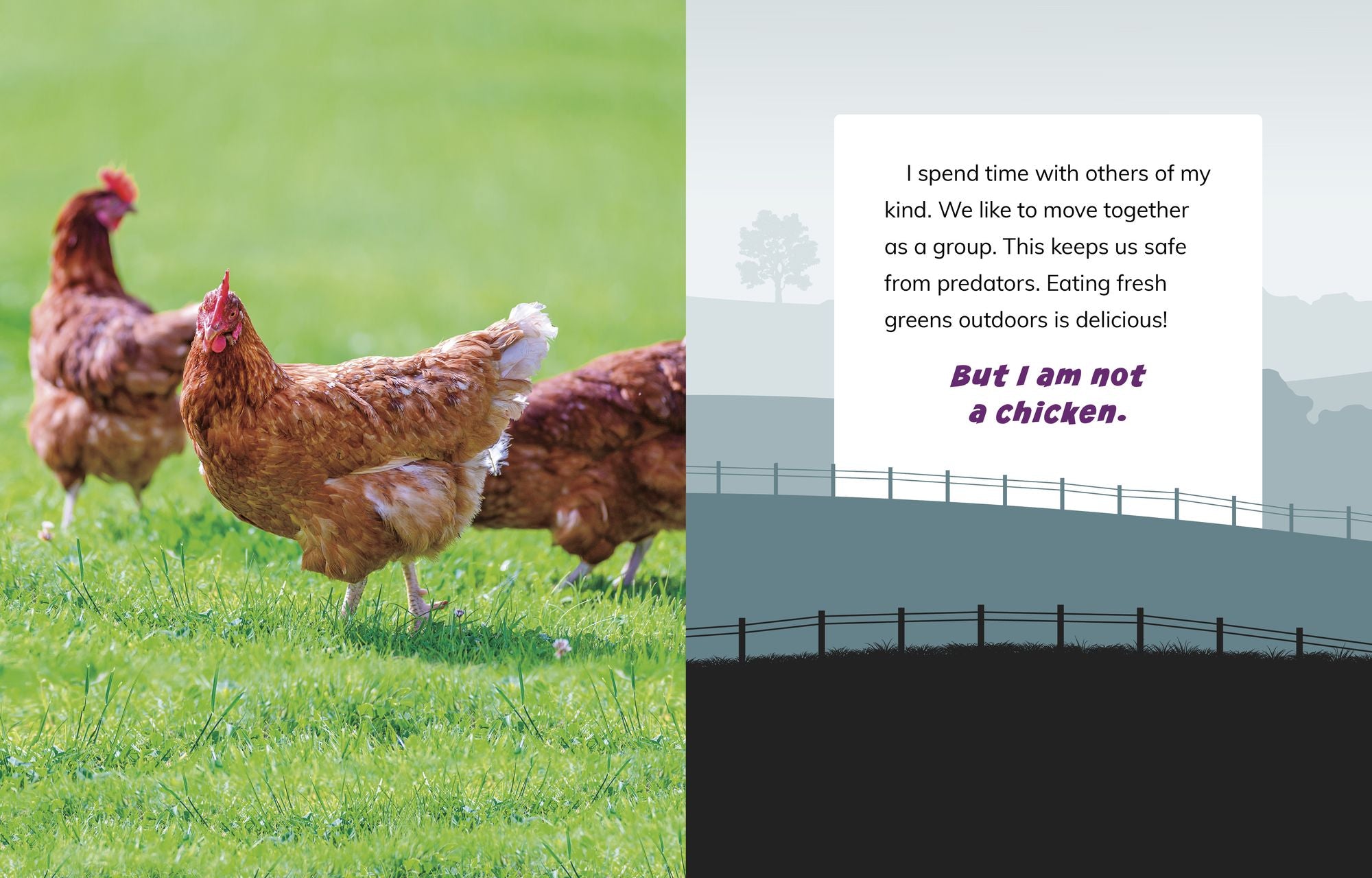 I Am Not a Chicken: Animals on the Farm