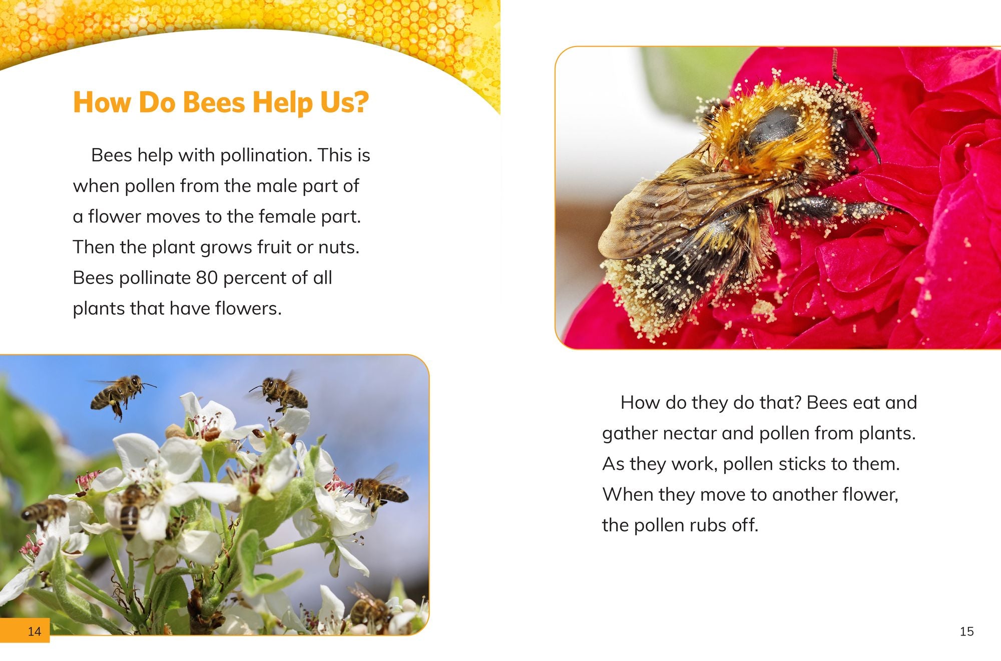 Why Do We Need Bees?