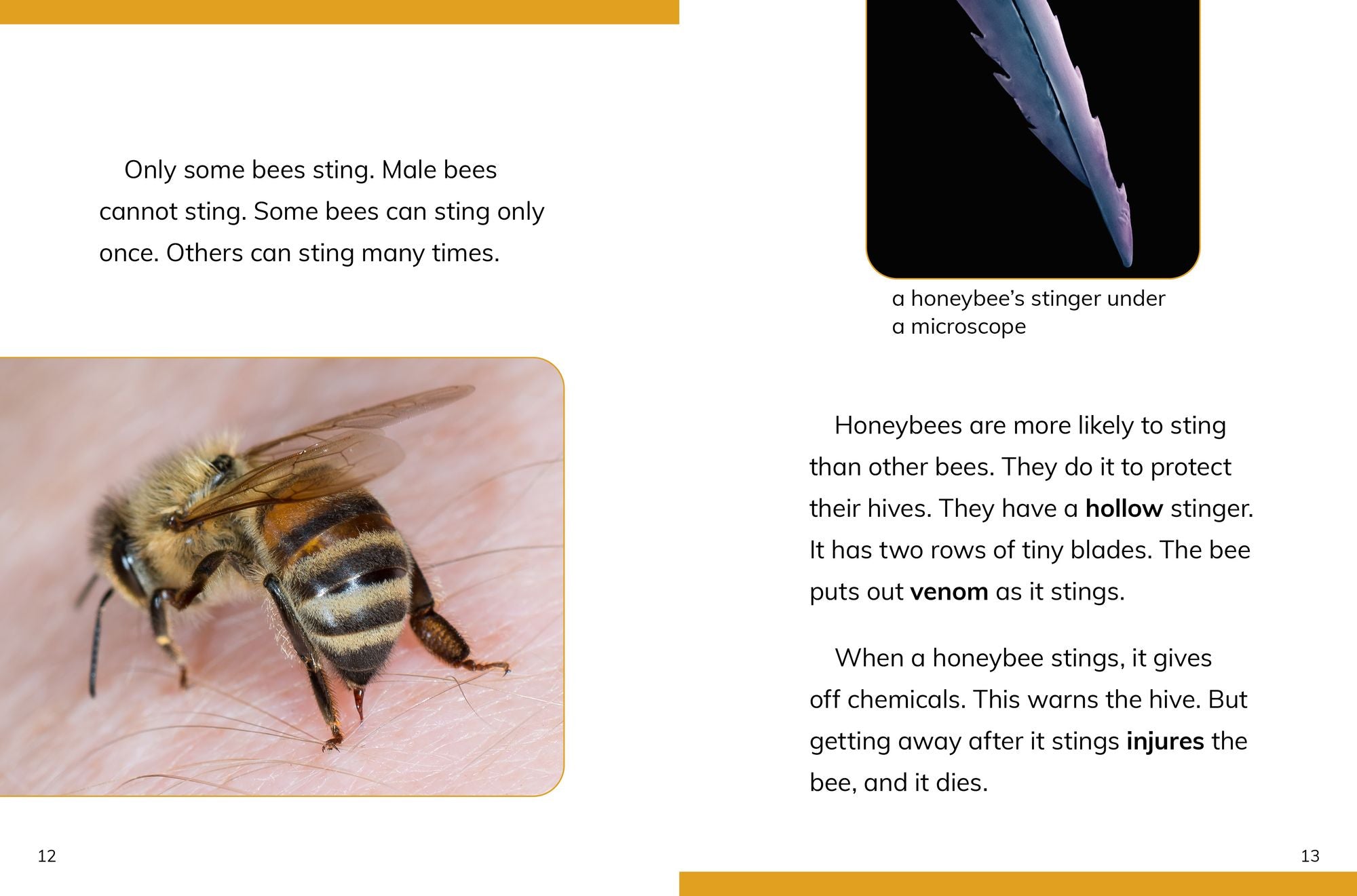 Why Do We Need Bees?