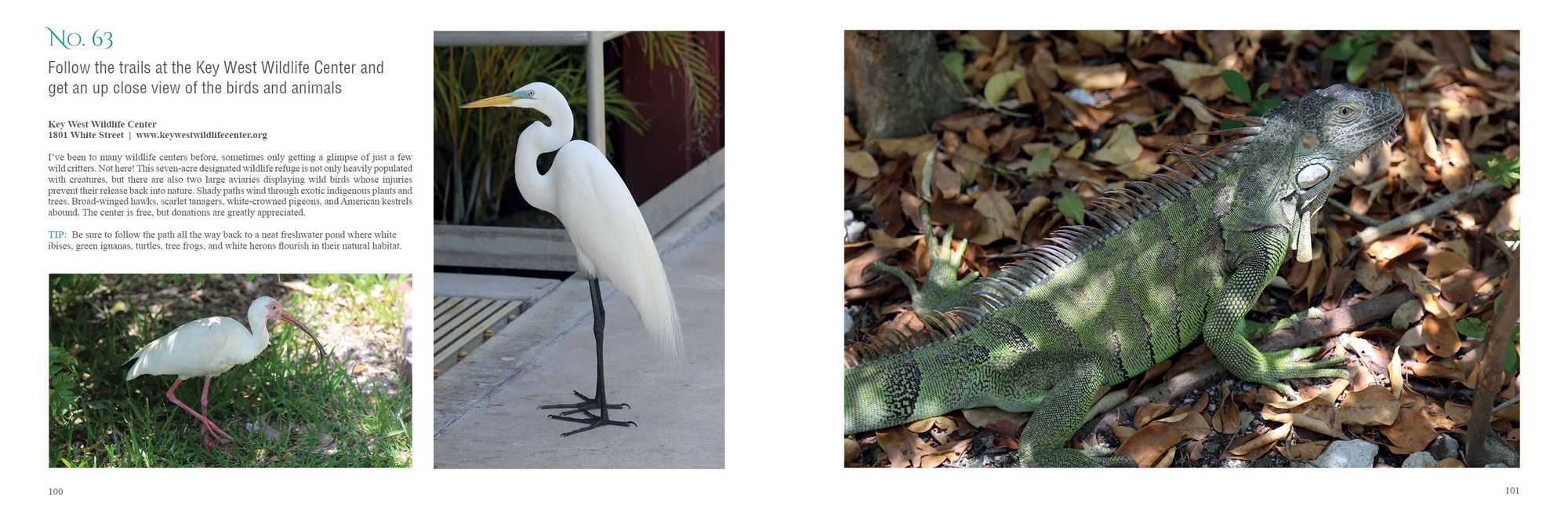 101 Things to Do in Key West