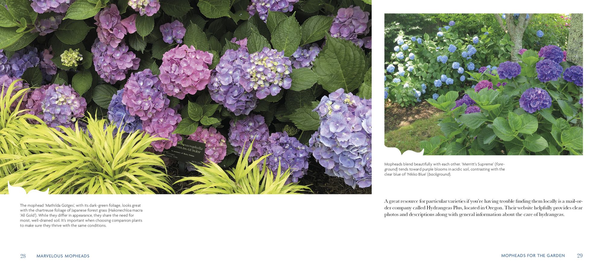 Marvelous Mopheads: Hydrangeas for Home & Garden
