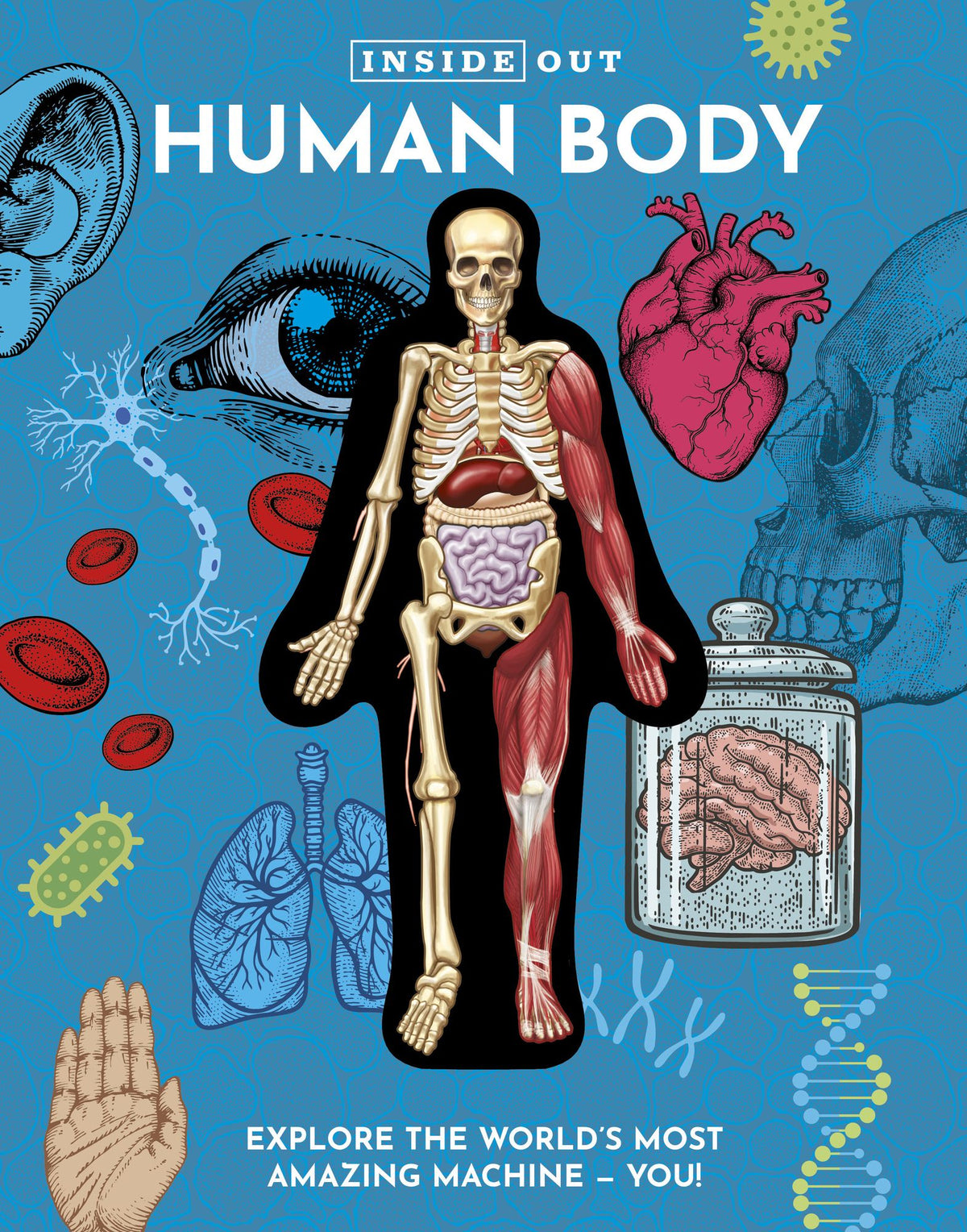Inside Out Human Body