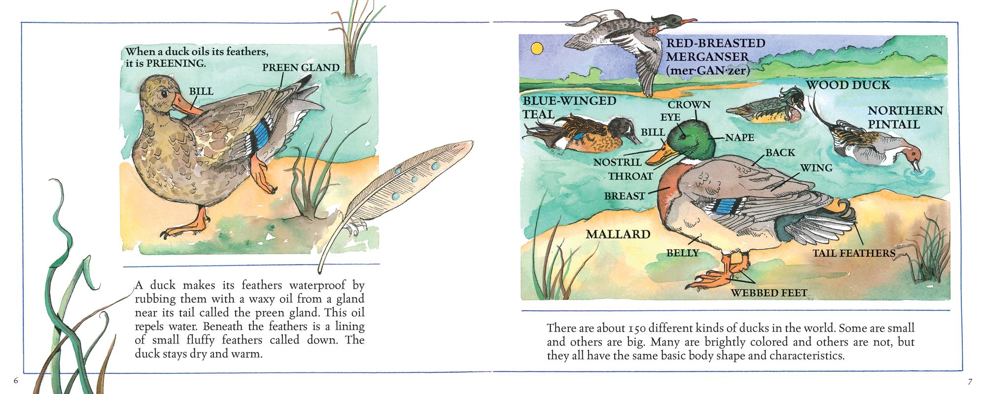 Ducks! (New & Updated)