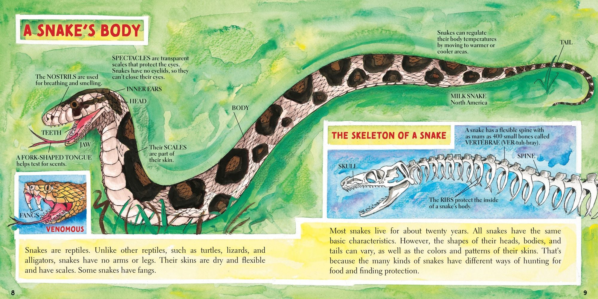 Snakes (New & Updated)