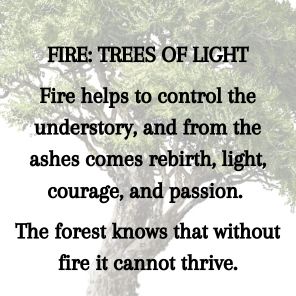 Tree Lore: Magic, Myth, and Wisdom from Root to Bough