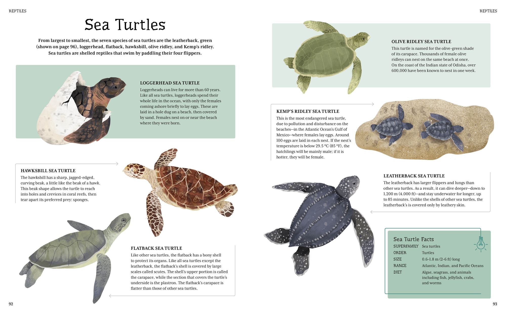 The Illustrated Encyclopedia of Ocean Life: A Visual Voyage Through an Underwater World