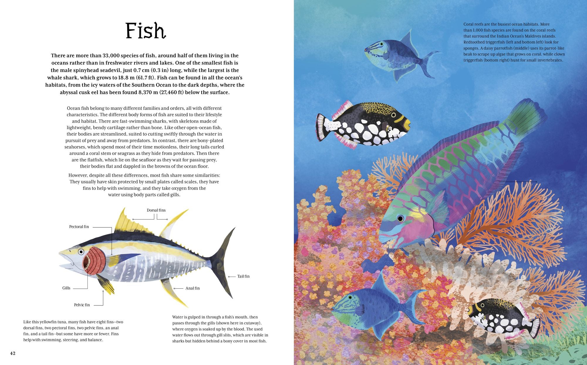 The Illustrated Encyclopedia of Ocean Life: A Visual Voyage Through an Underwater World
