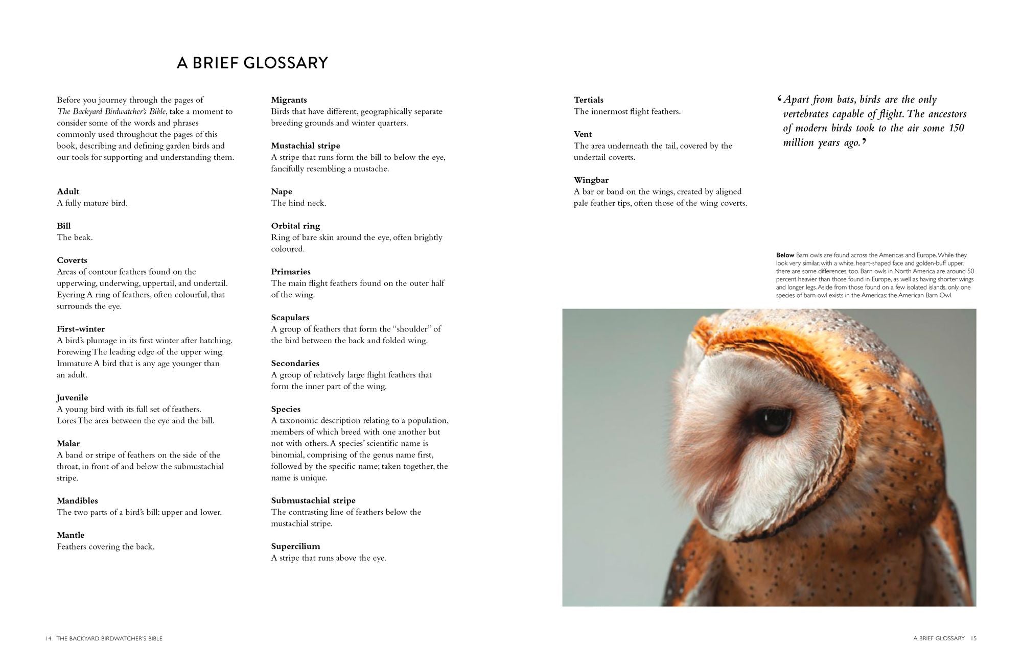 The Backyard Birdwatcher's Bible: Birds, Behaviors, Habitats, Identification, Art & Other Home Crafts
