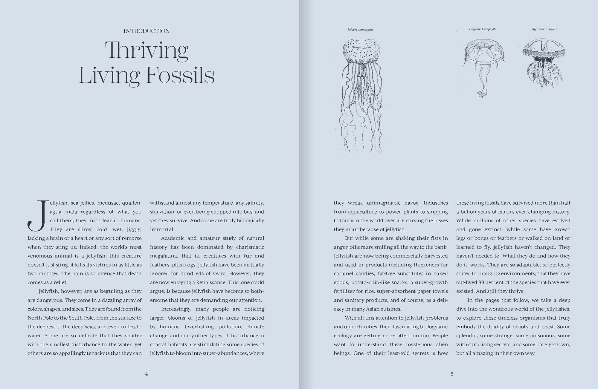 Shapeshifters: The Wondrous World of Jellyfish