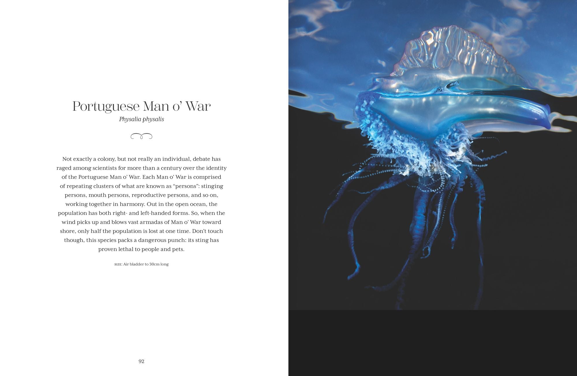 Shapeshifters: The Wondrous World of Jellyfish