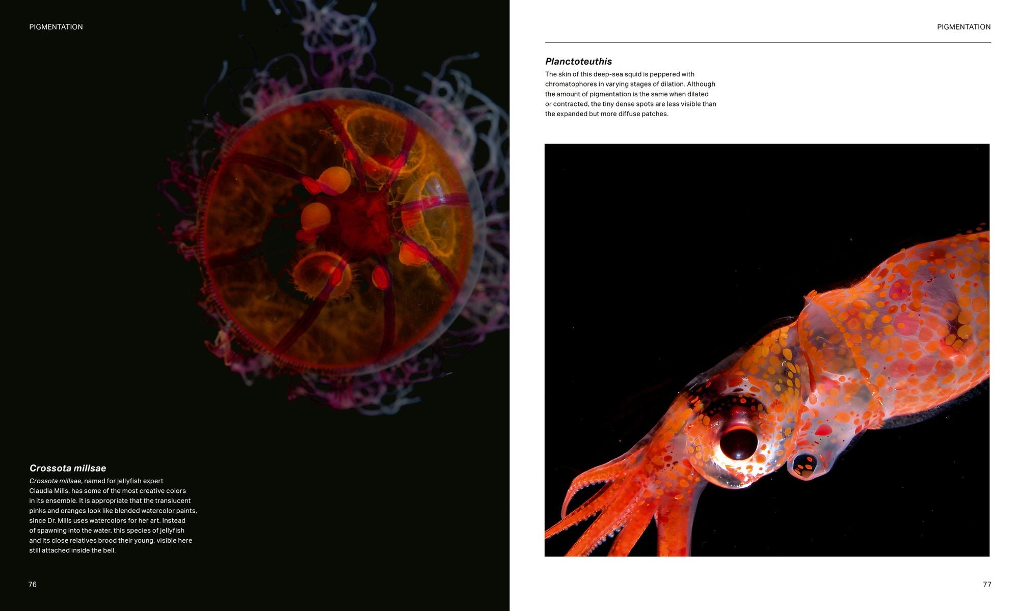 The Radiant Sea: Color and Light In the Underwater World