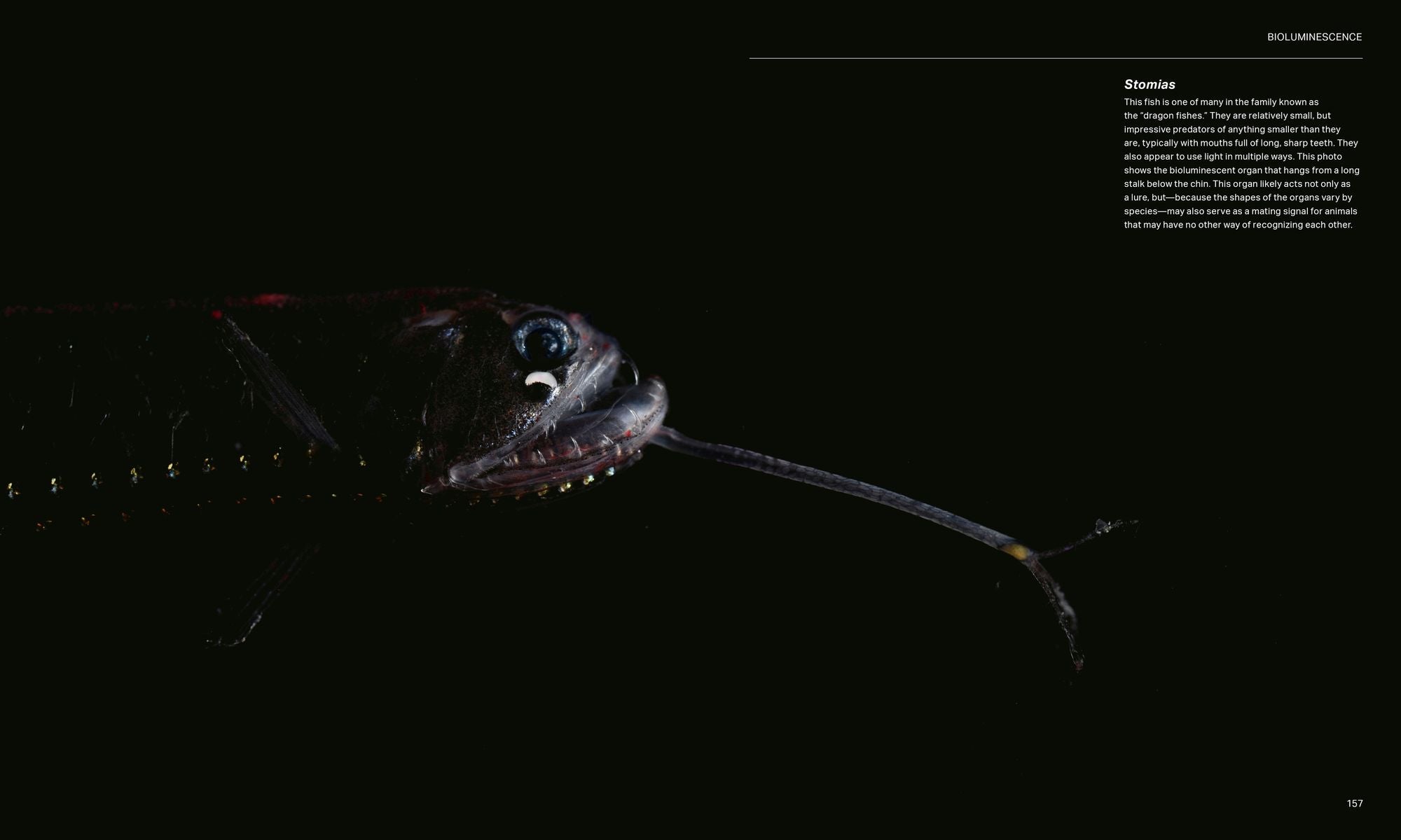 The Radiant Sea: Color and Light In the Underwater World