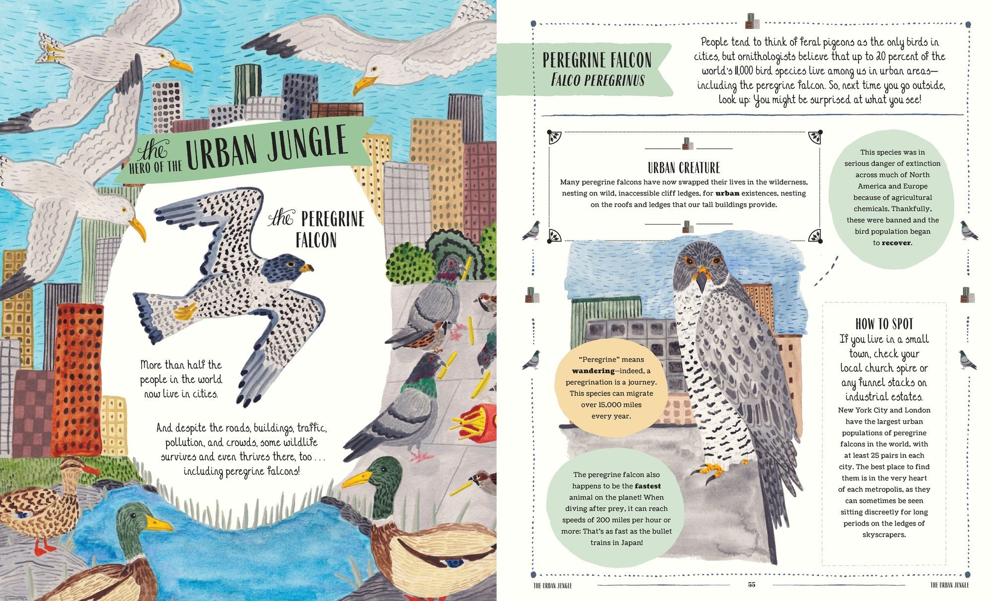 Fly: A Family Guide to Birds and How to Spot Them