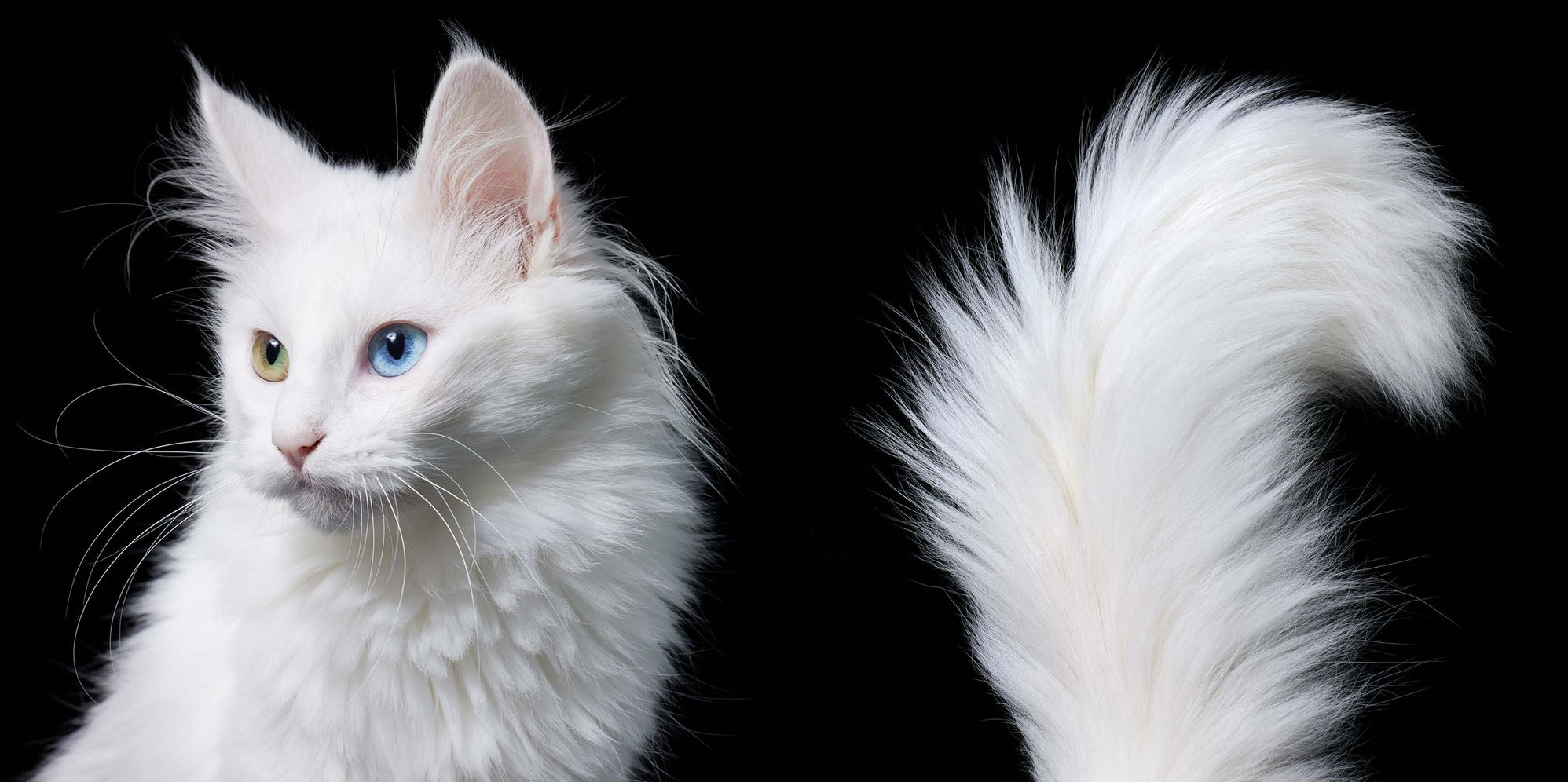 Feline: Photographs