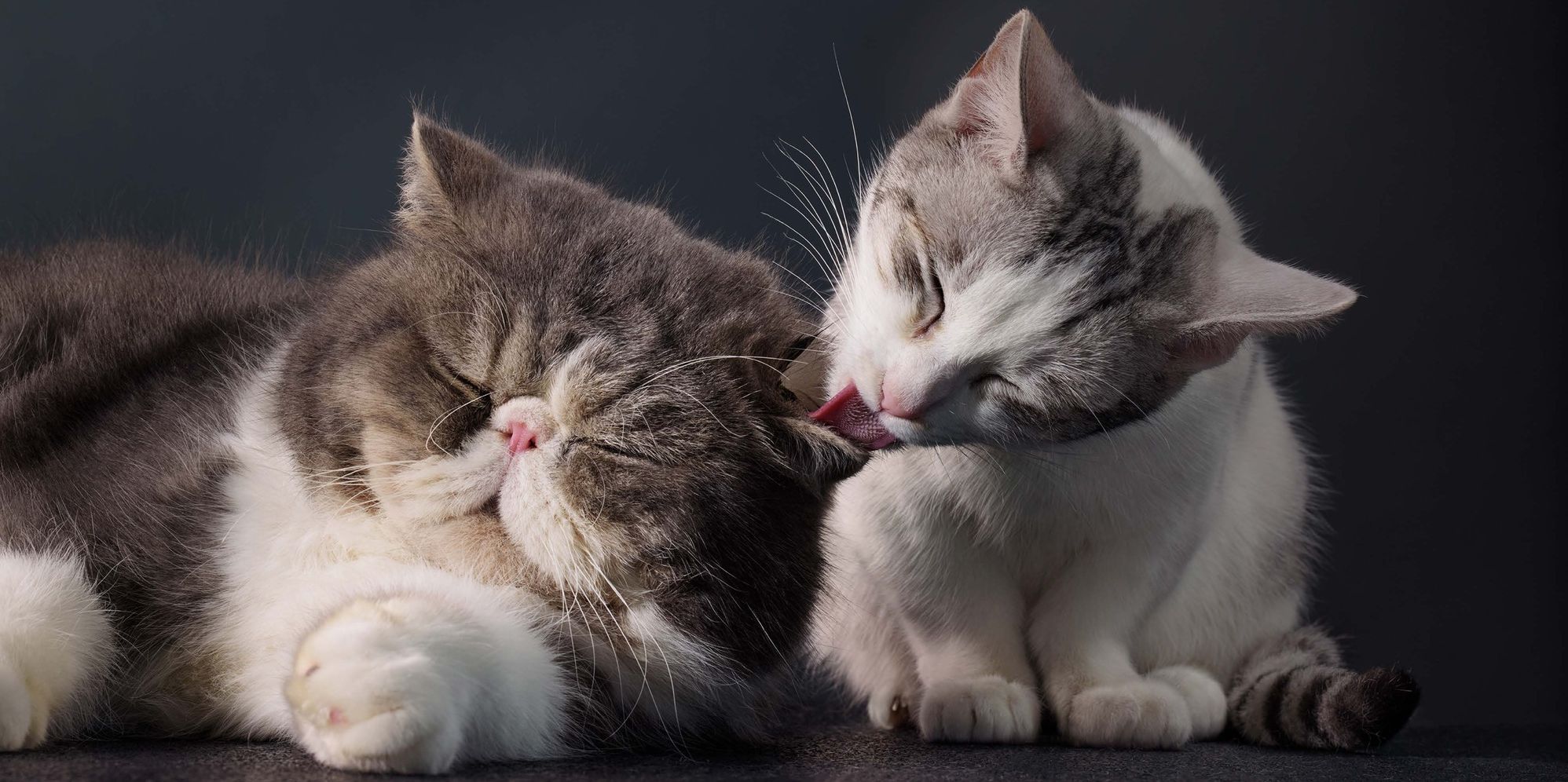 Feline: Photographs