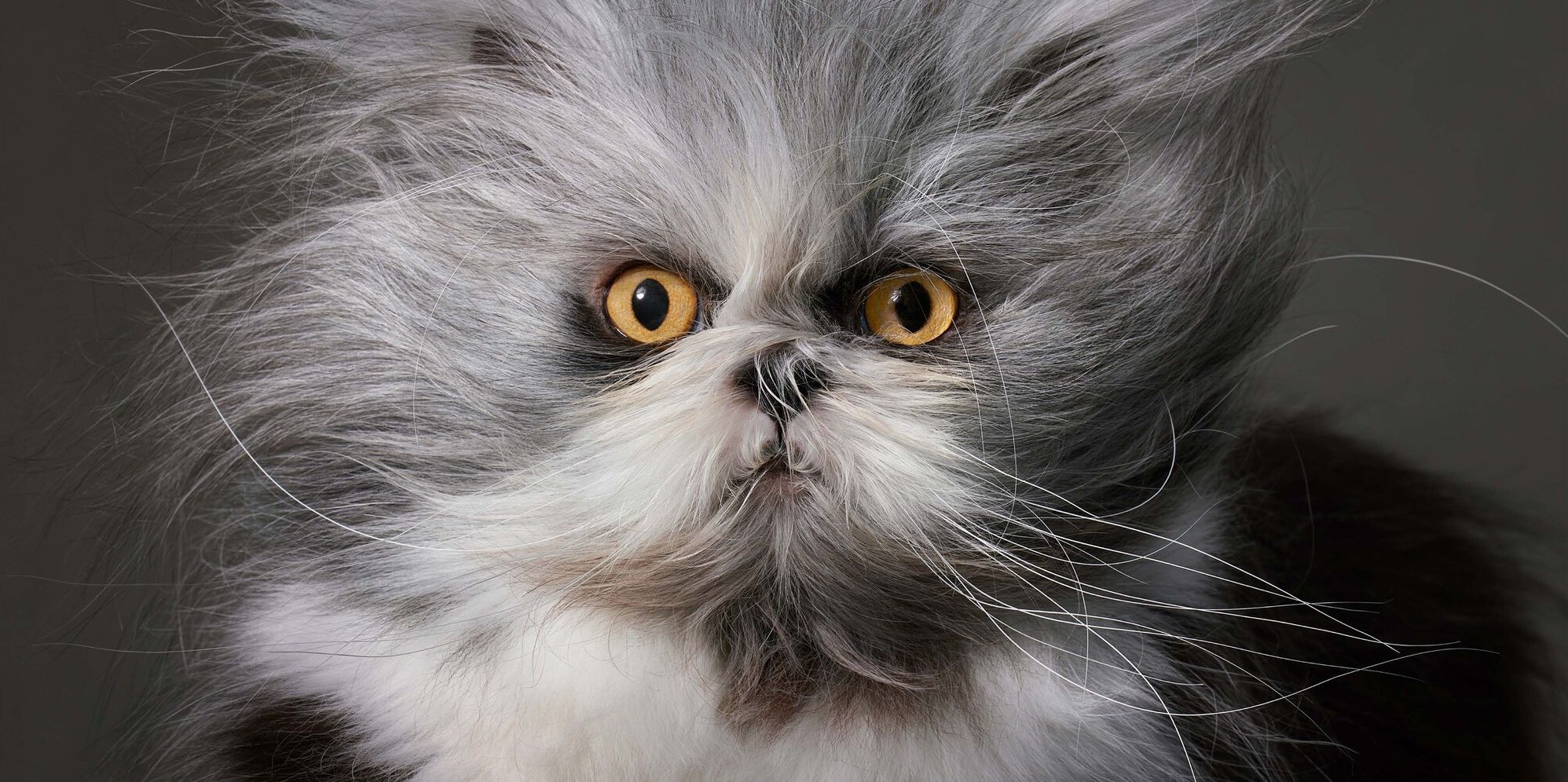 Feline: Photographs