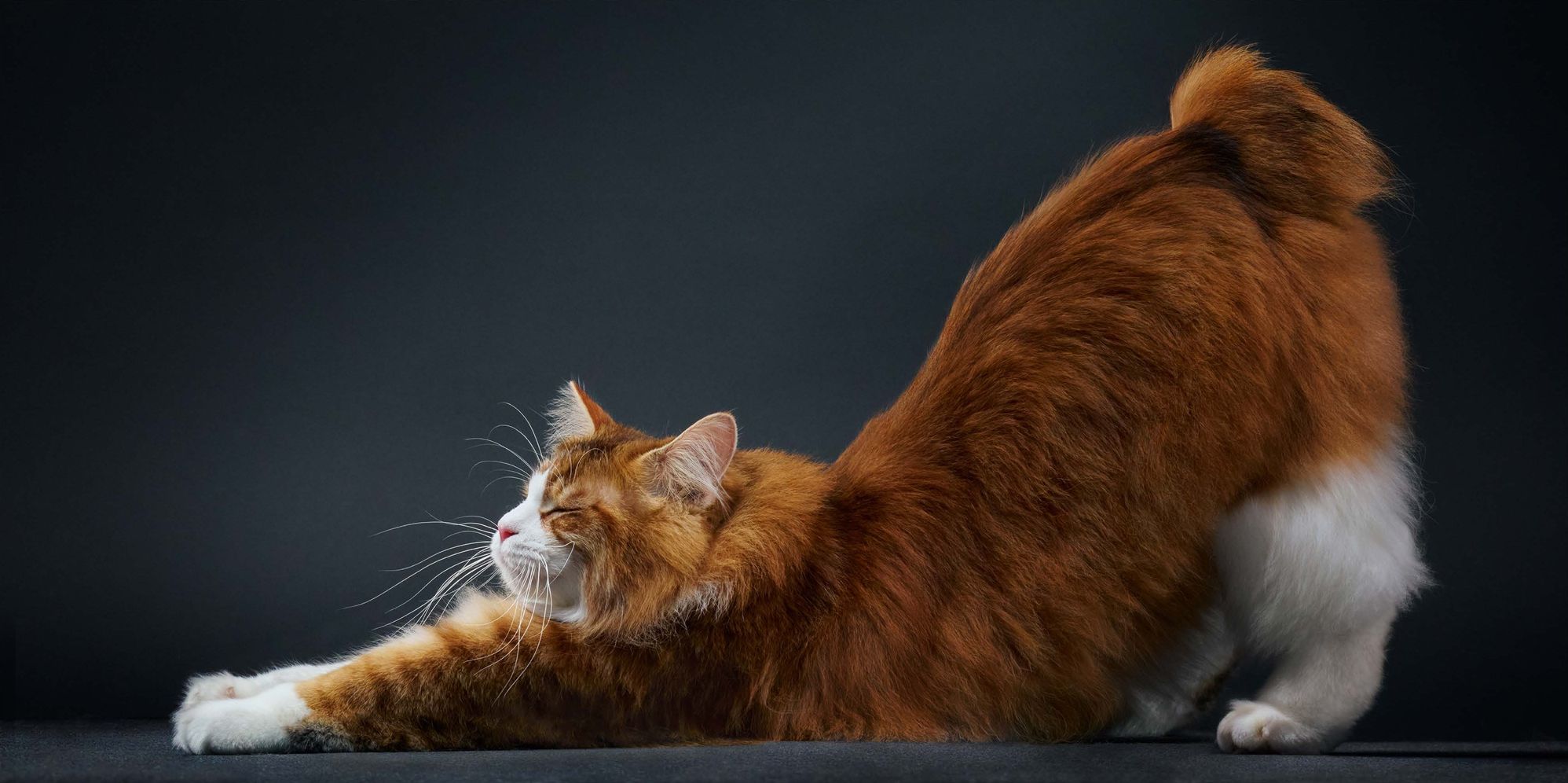 Feline: Photographs