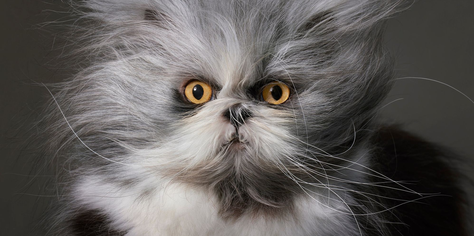 Feline: Photographs