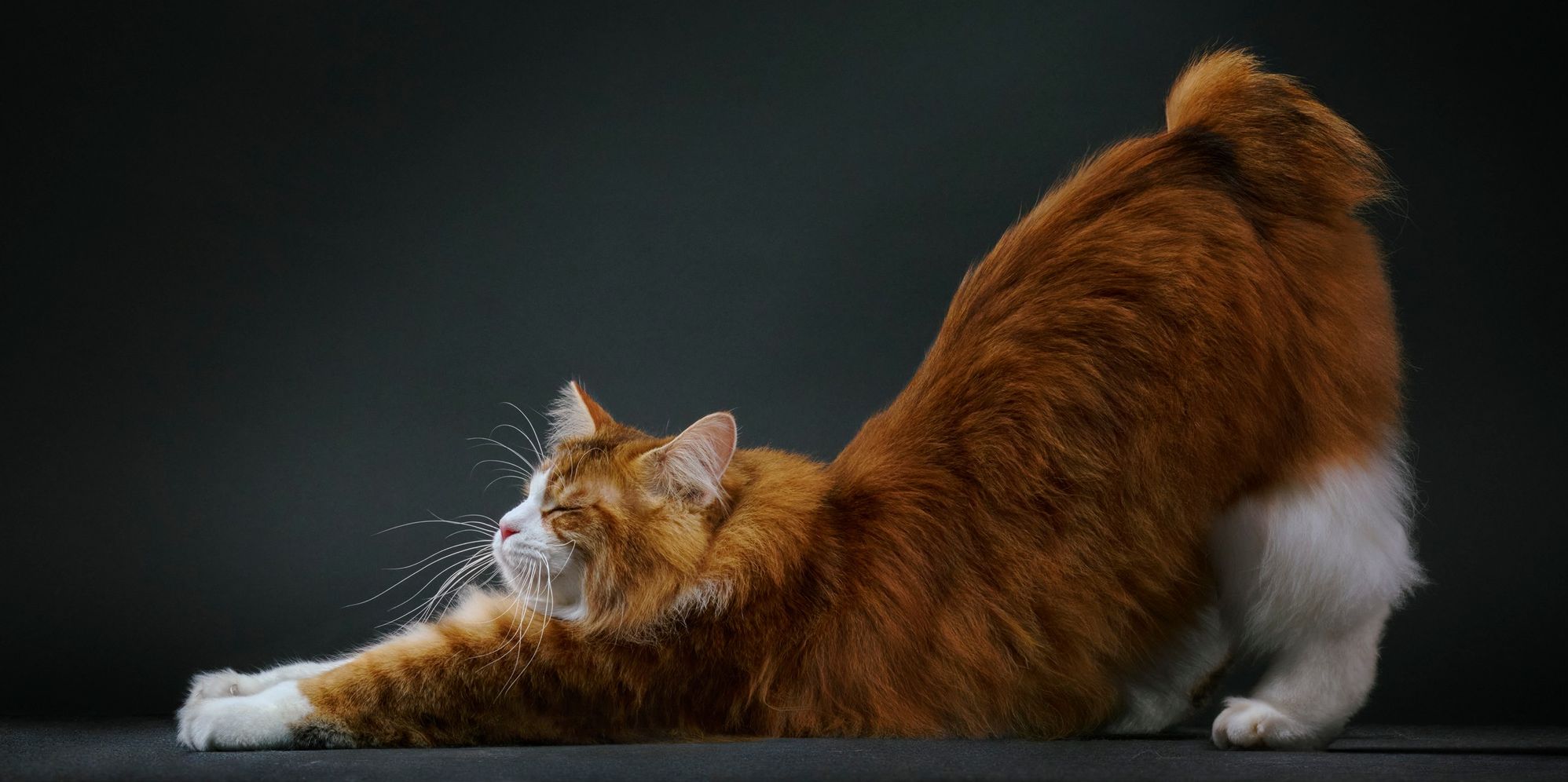 Feline: Photographs