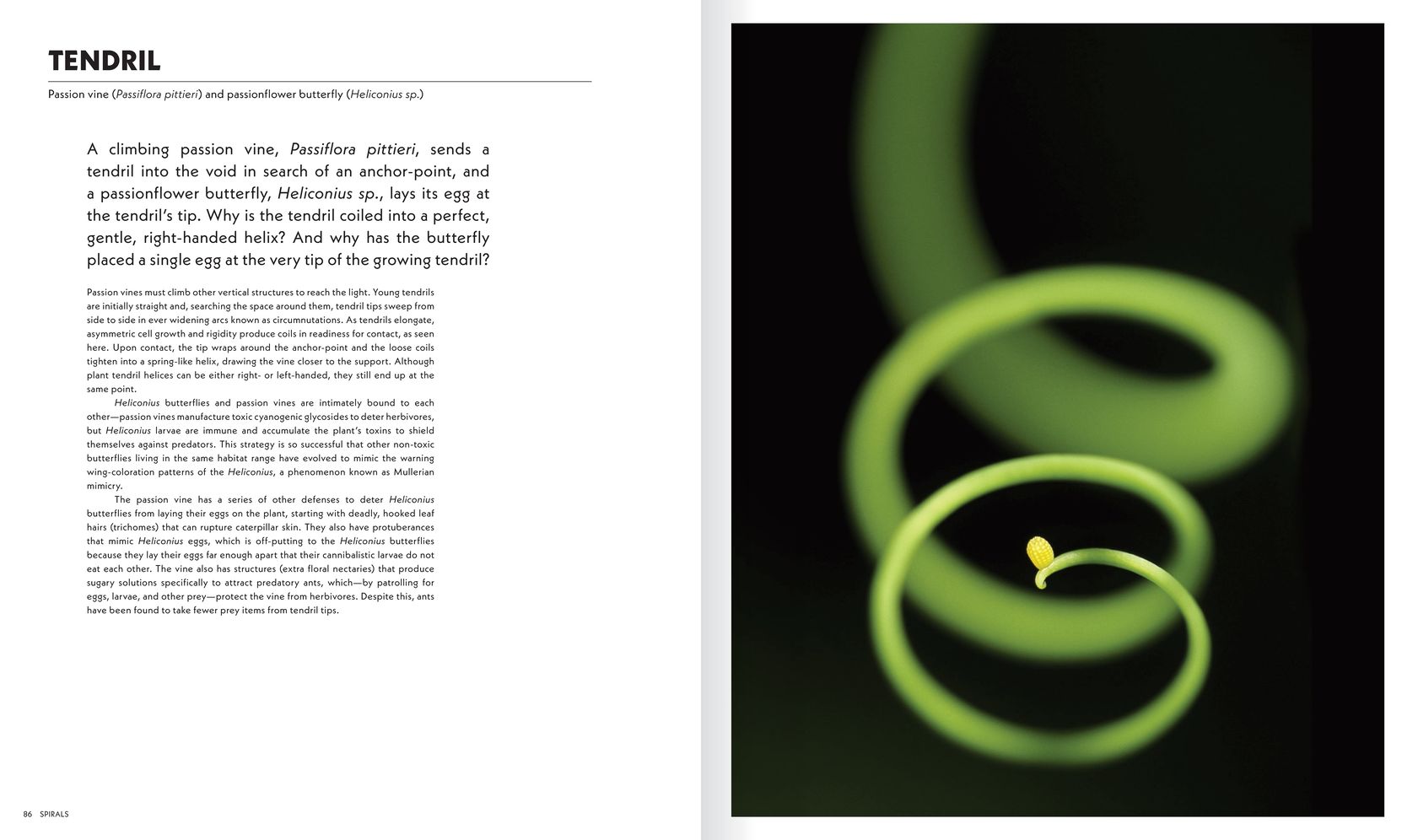 The Shape of Nature: The Intricate Patterns of Life