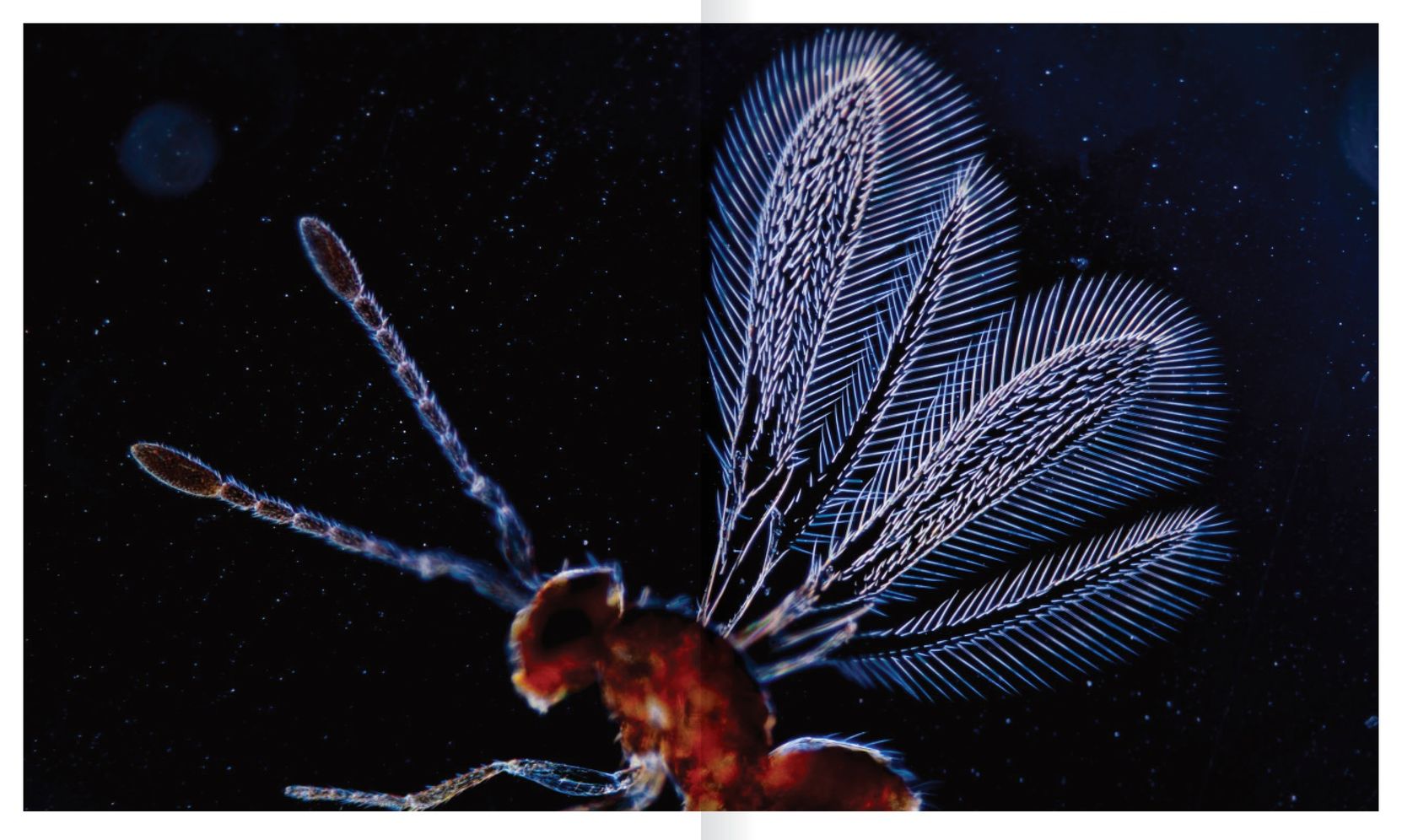 The Shape of Nature: The Intricate Patterns of Life