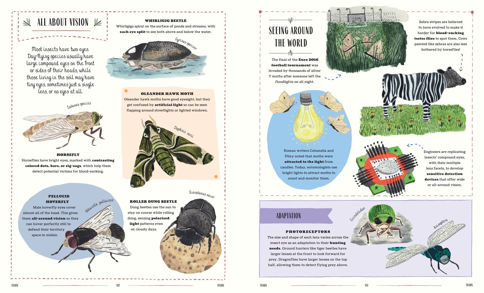 Buzz: A Family Guide to Bugs and Bees and How to Spot Them