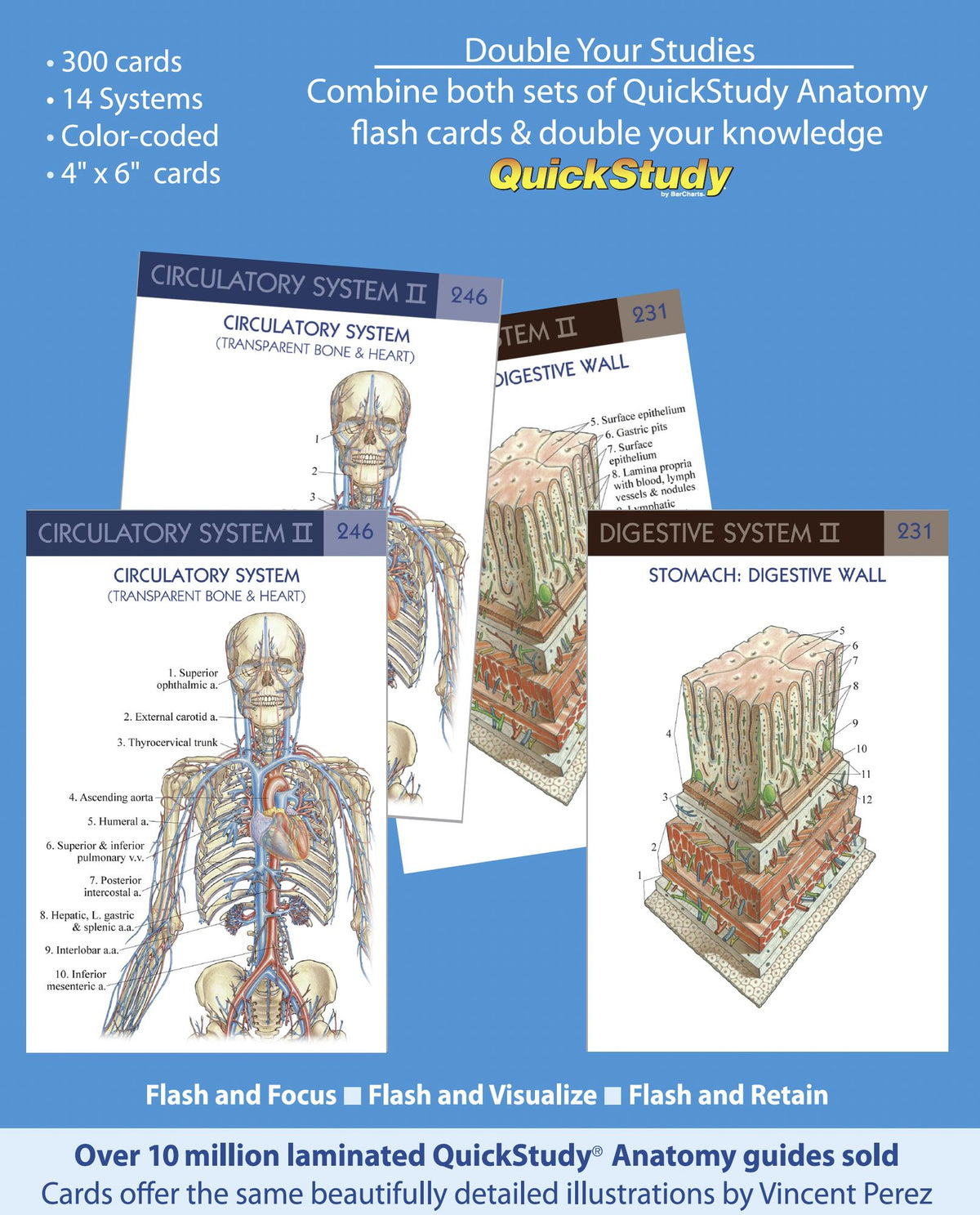 Anatomy 2 Flash Cards: a QuickStudy Reference Tool