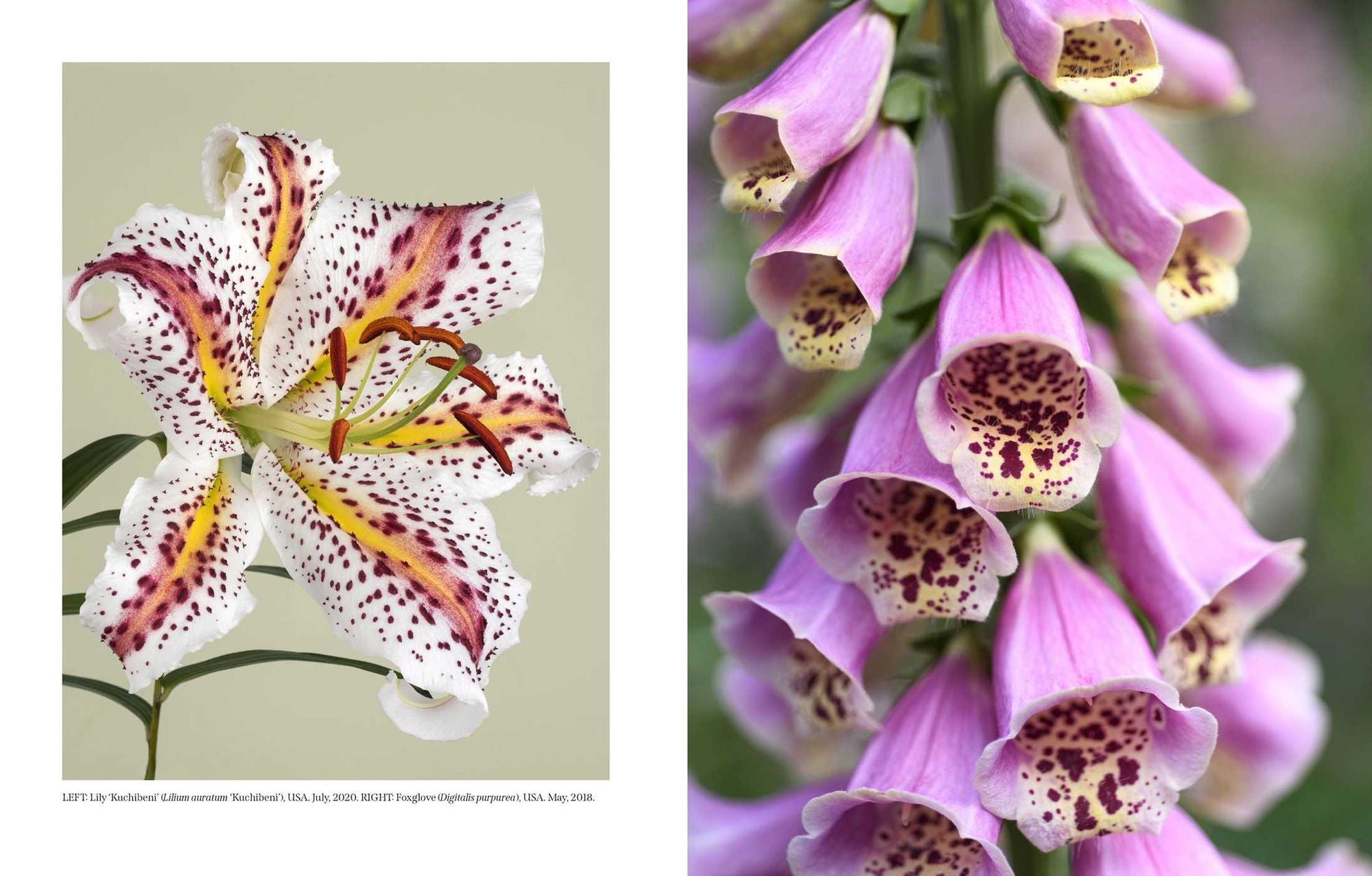 Beautiful Blooms: A Photographic Celebration